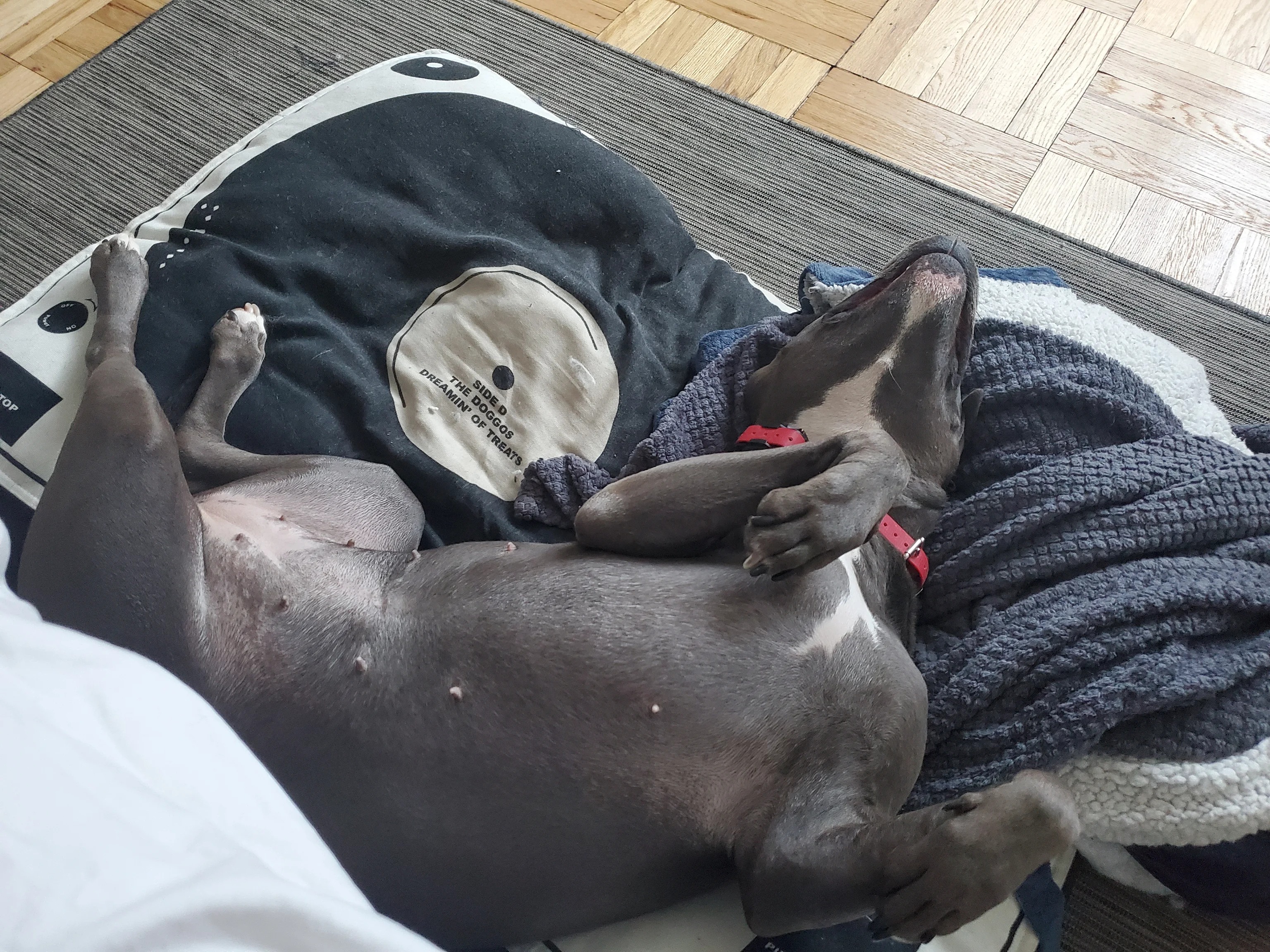 Celia, a pit bull relaxing belly-up in a blanket