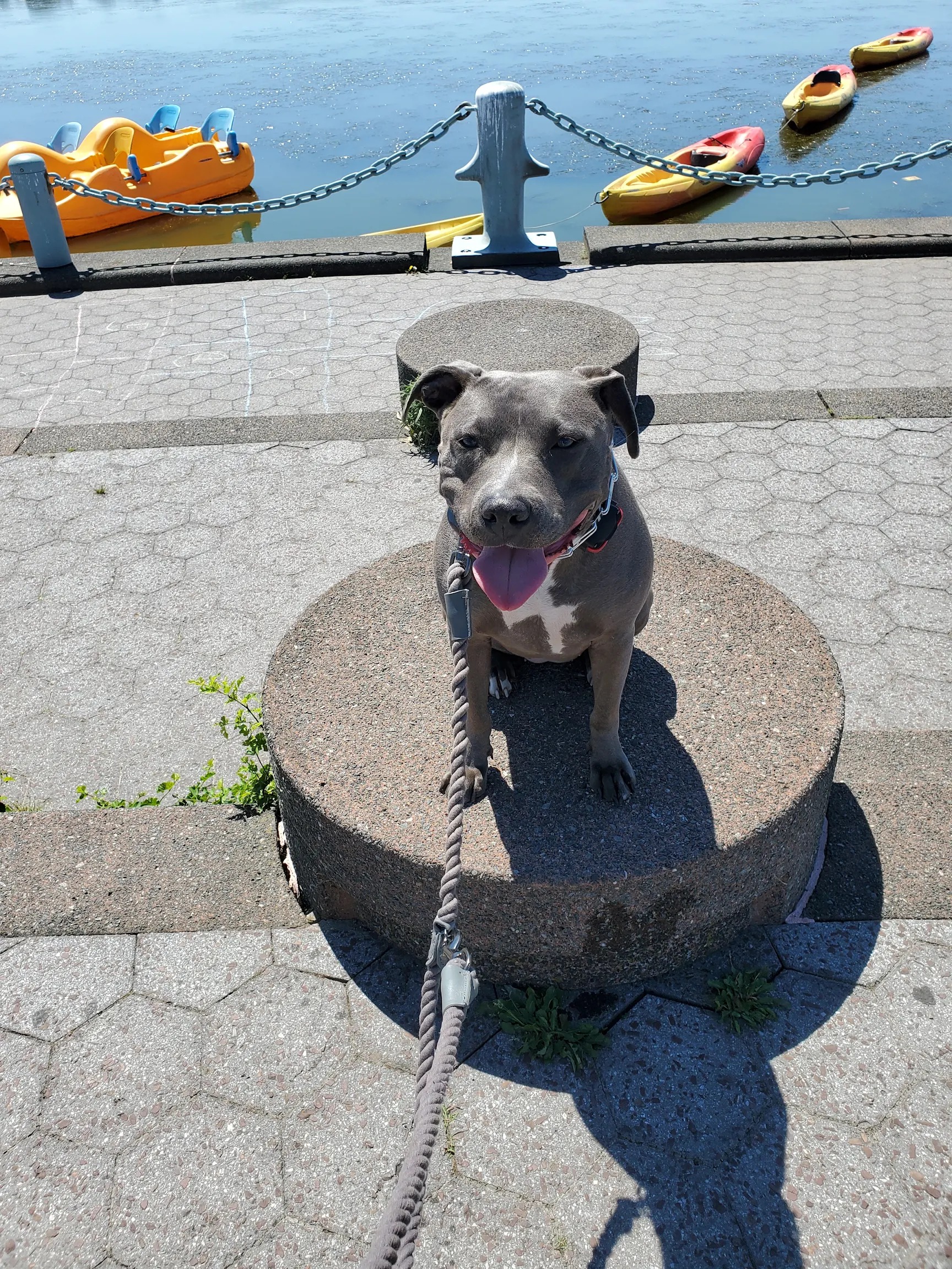 Celia, a pit bull sitting on a post by the waterfront