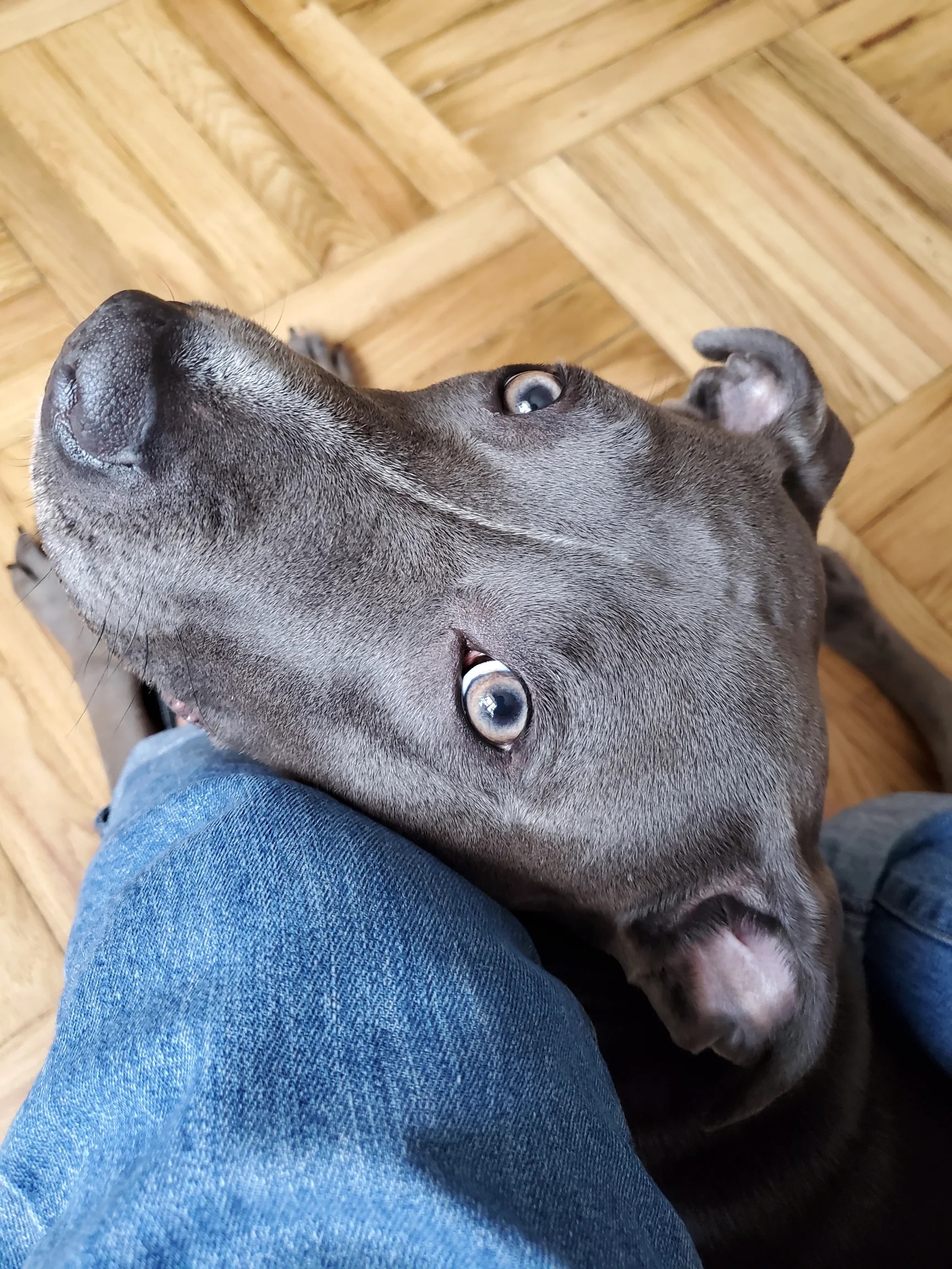 Celia, a pit bull resting its head in its owner's lap