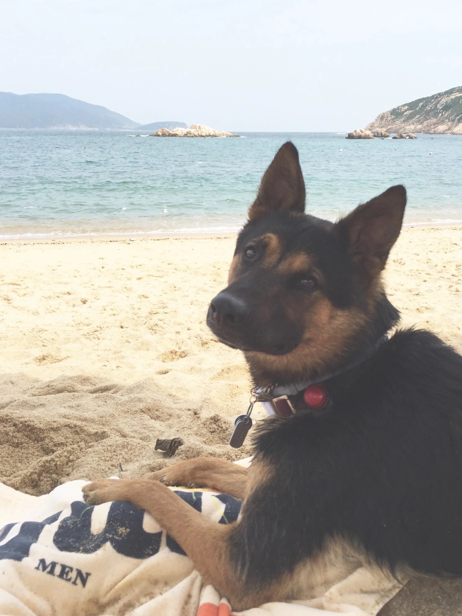 Tucker, a German Shepherd mix, at the beach