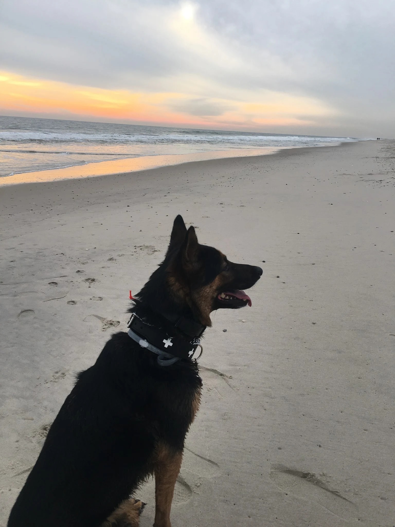 Tucker, a German Shepherd mix, at the beach at sunset