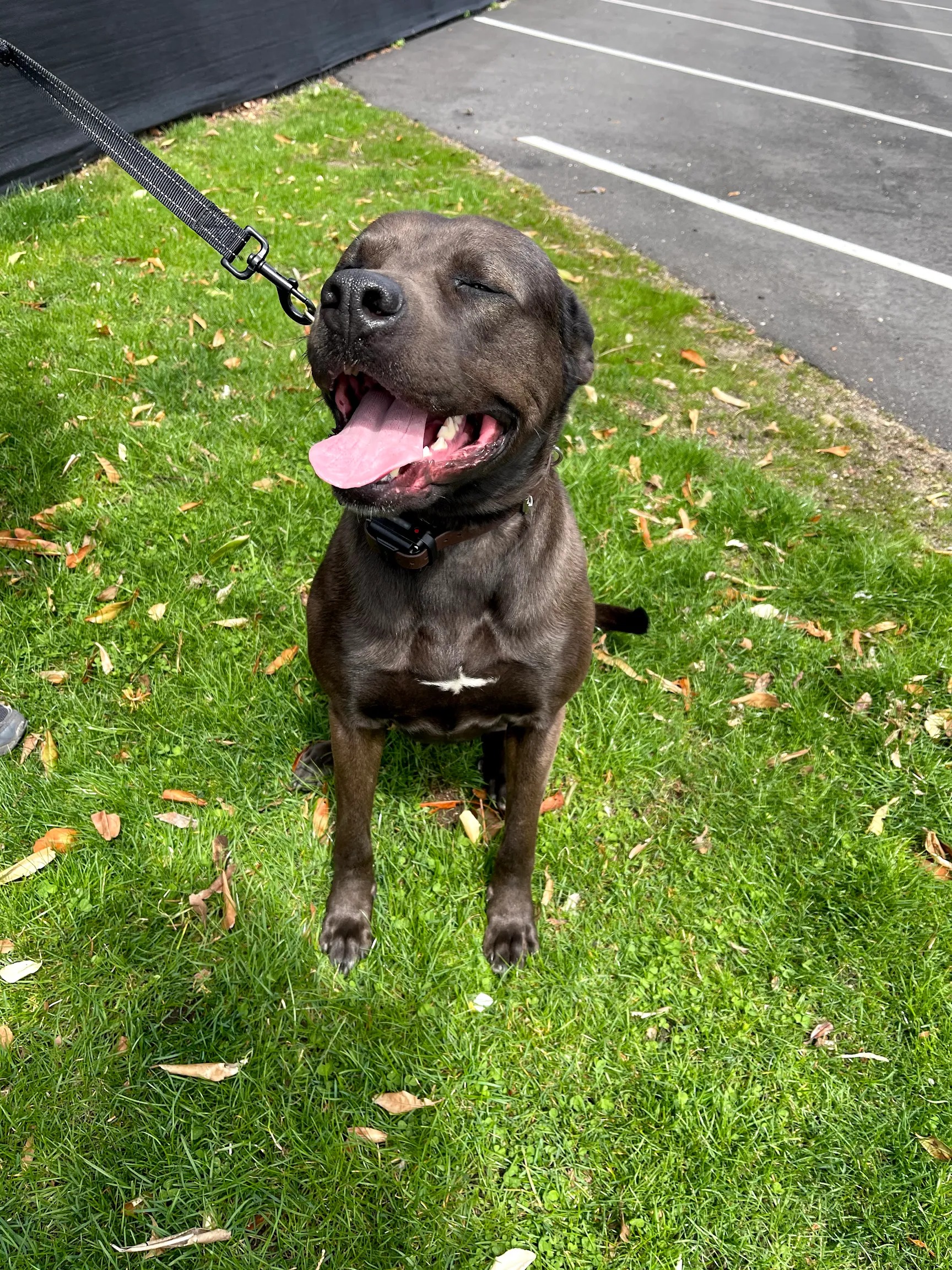 Chocolate, a pit bull mix, sitting on the grass