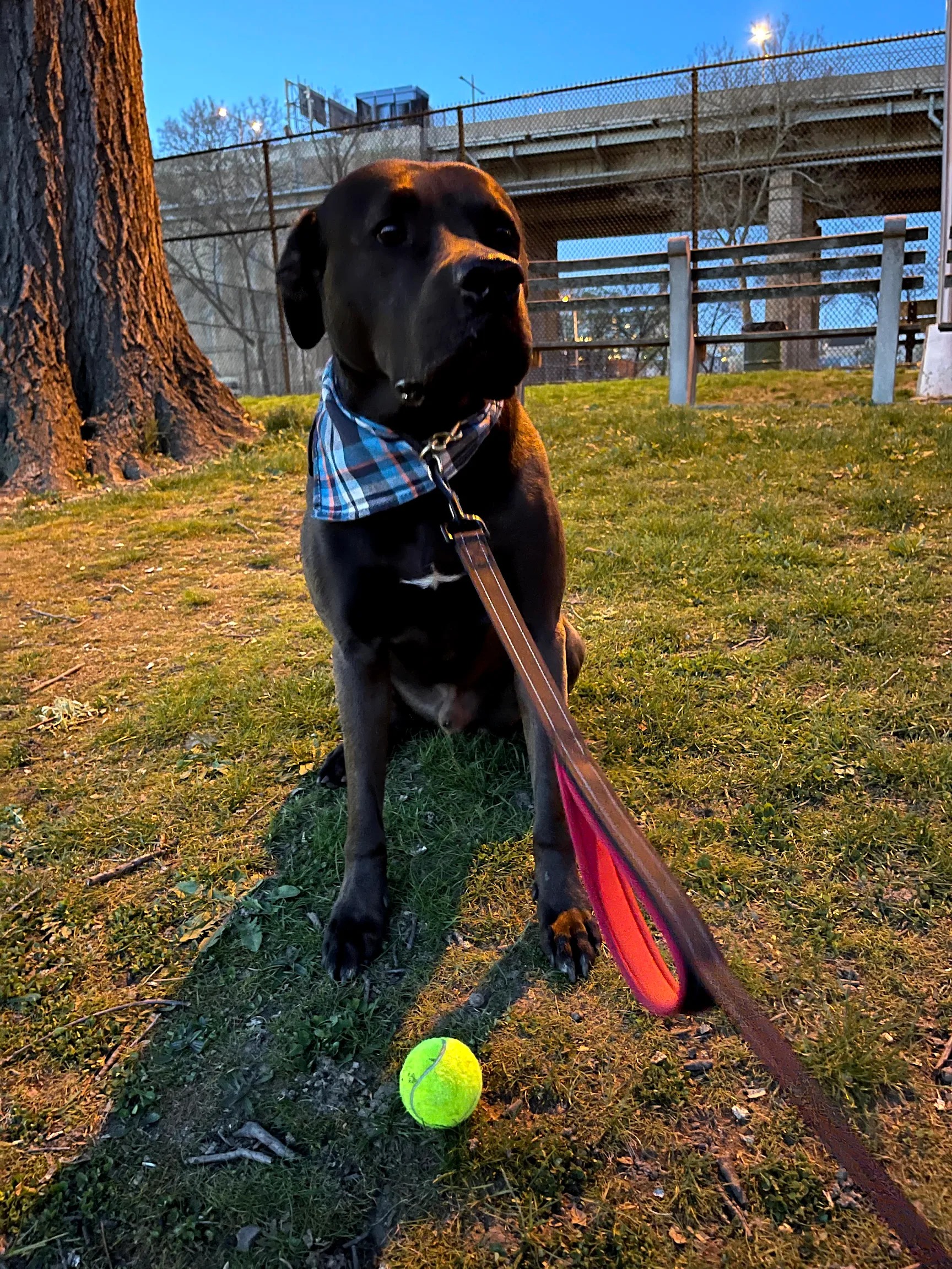 Chocolate, a pit bull mix, on a walk with a ball