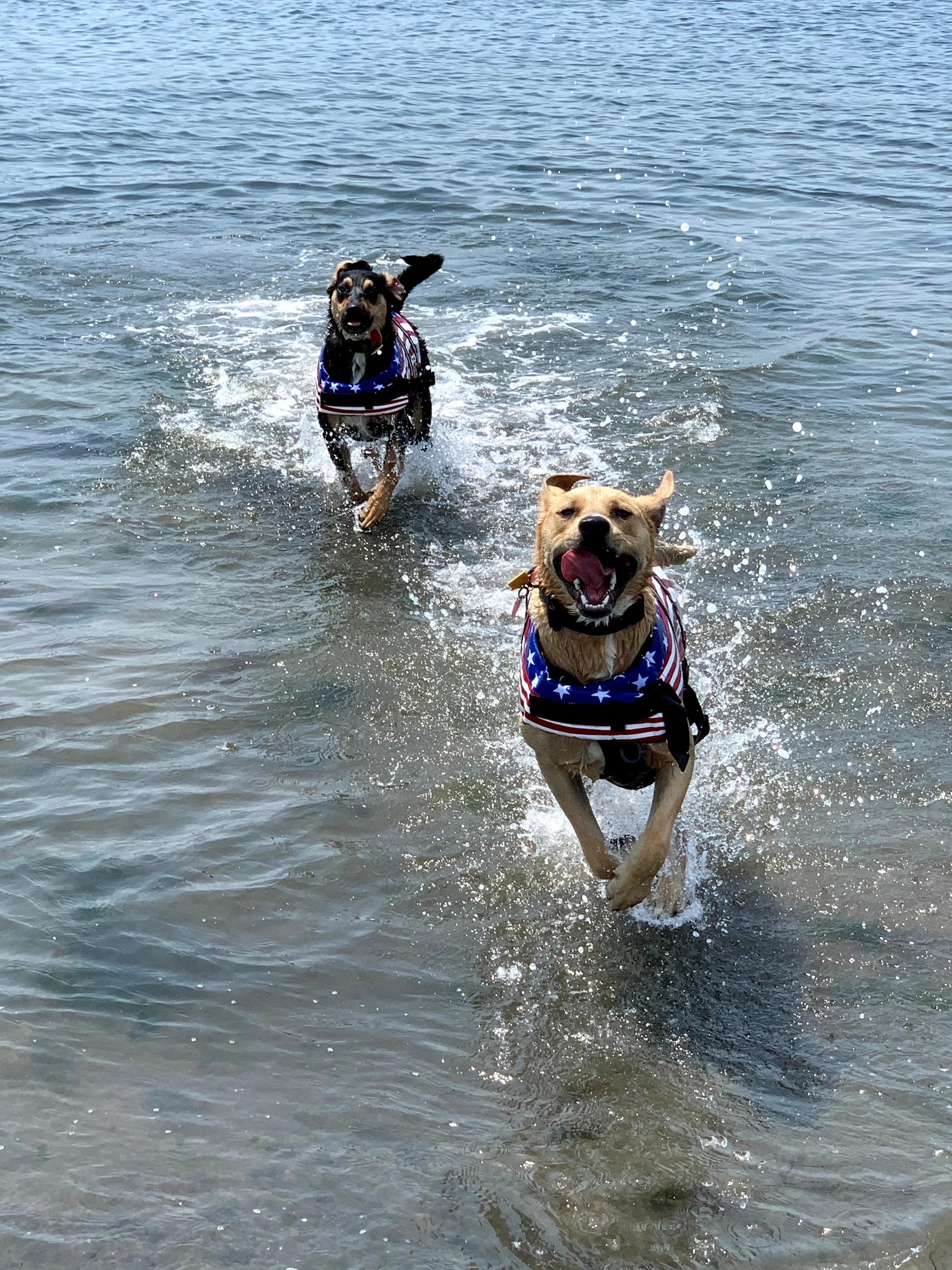 Gunner and Bandit, two hound mixes running on the beach