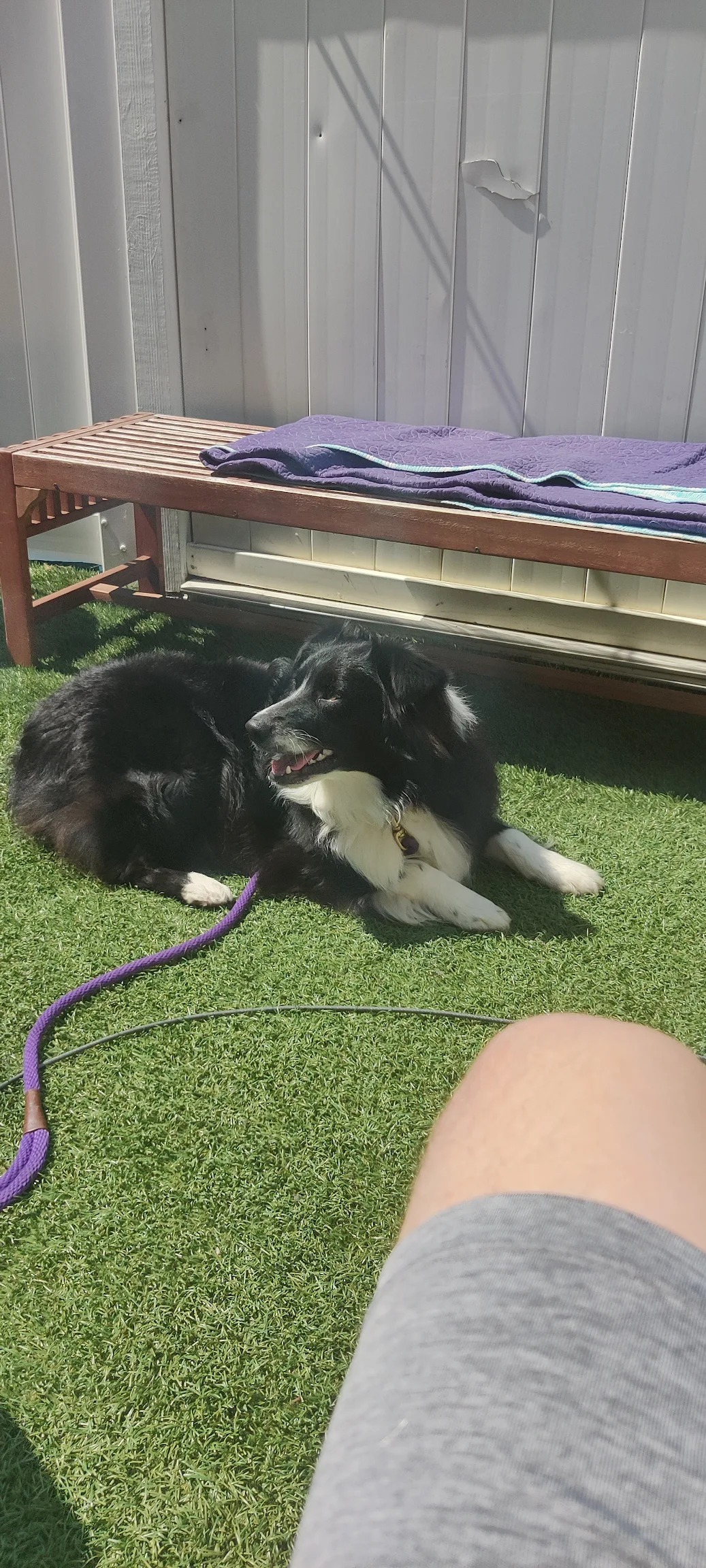 Machi, a Border Collie in a leashed down-stay outdoors