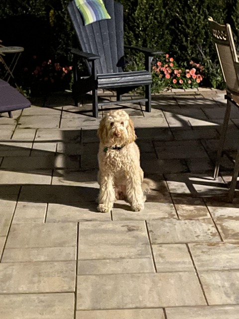Scout, a Labradoodle, sitting on the patio