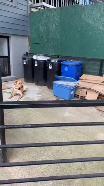 Santi, a tan pit bull, holding a steady down-stay alone in a fenced city backyard