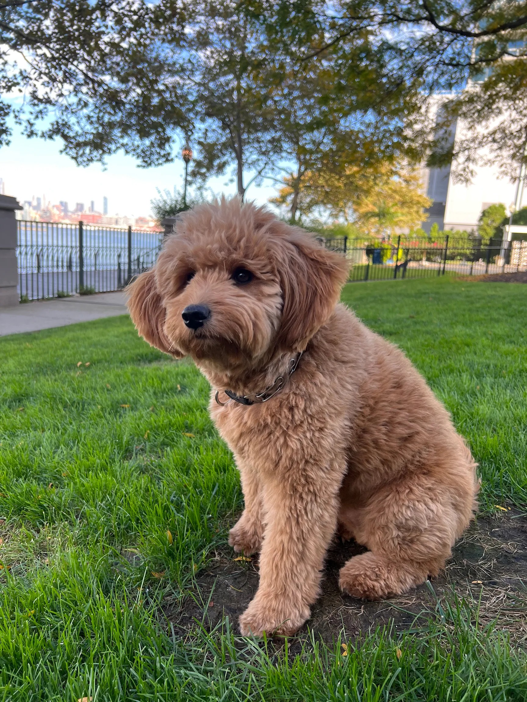 Tucker, a mini Goldendoodle, sitting in the park