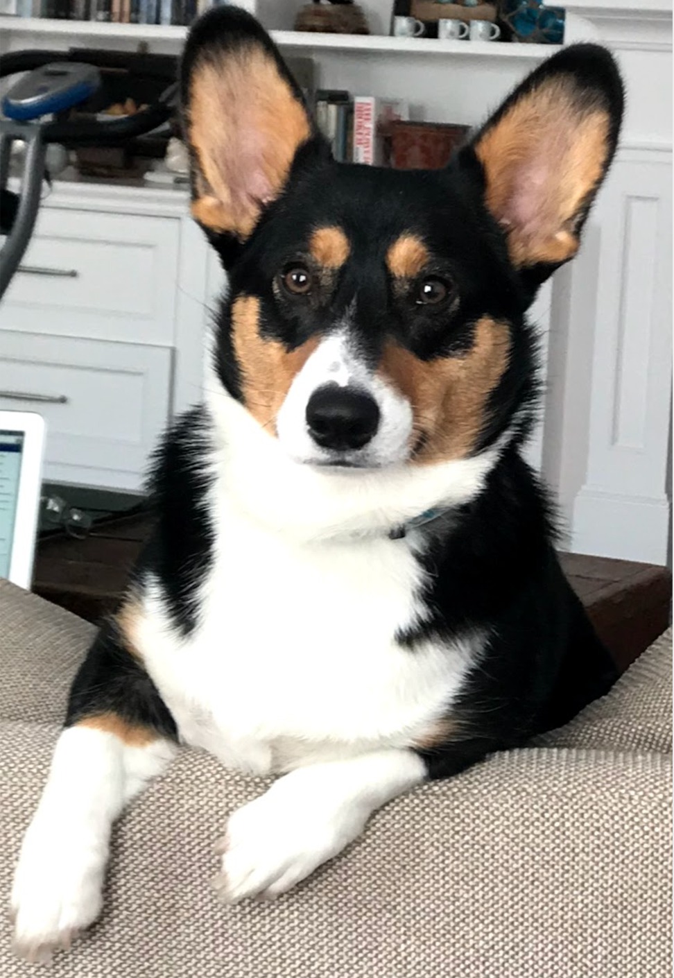 Nigel, a tricolor Corgi lying on the couch