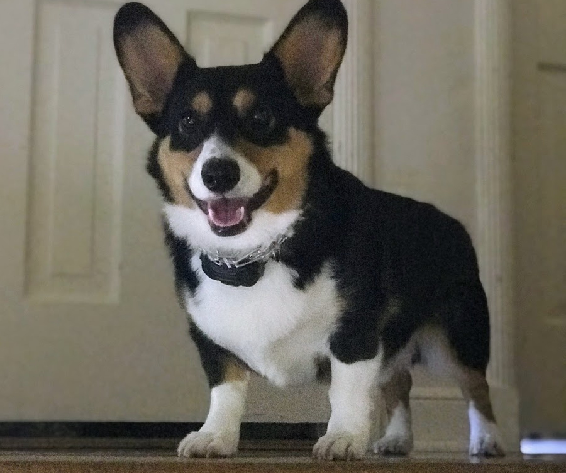 Nigel, a tricolor Corgi standing indoors