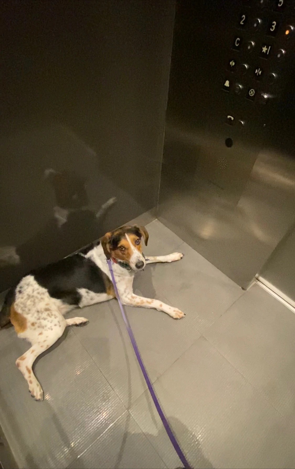 Beetle Bailey, a hound mix lying calmly in an elevator
