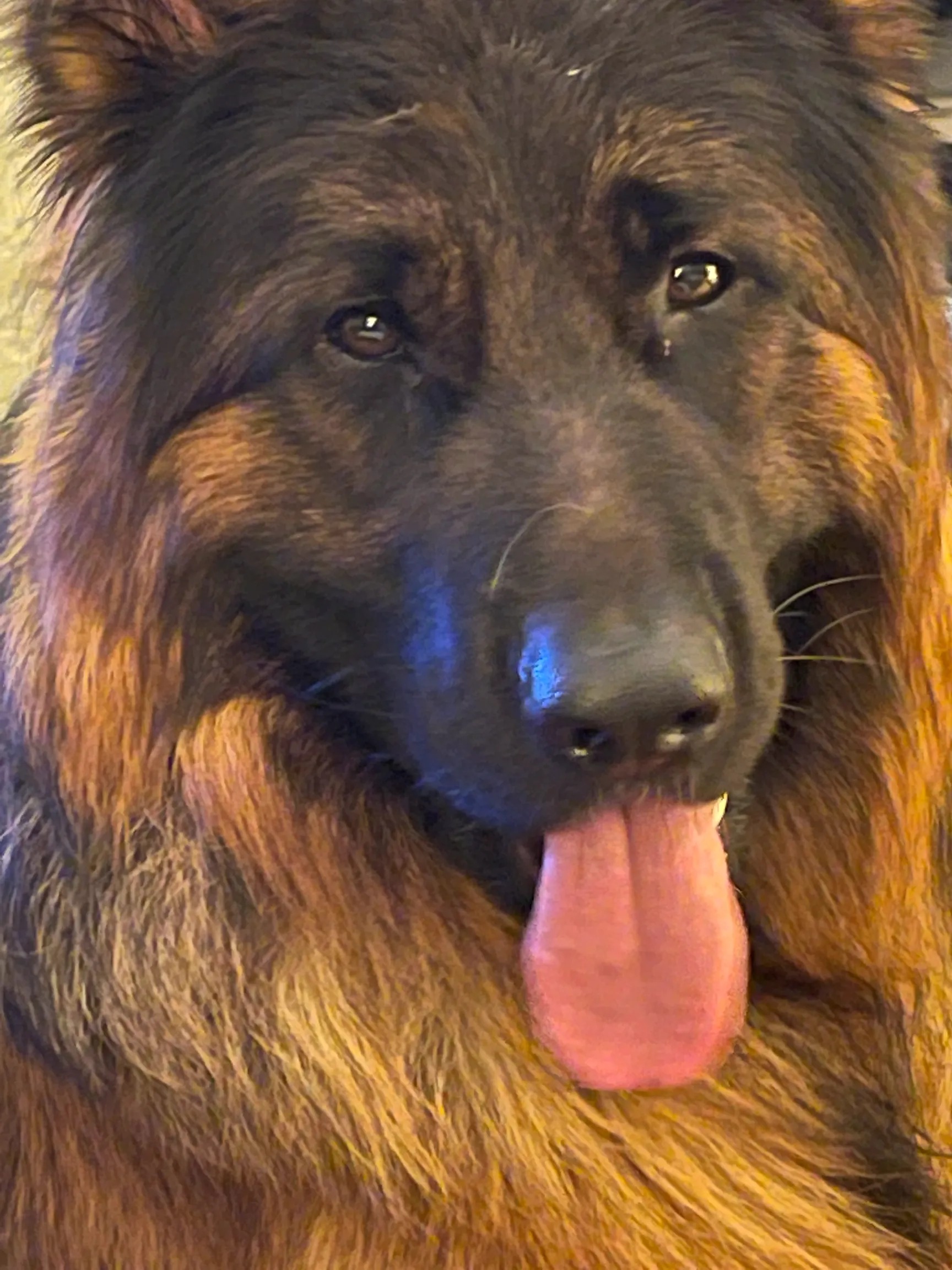 Thor, a long-coat German Shepherd, close-up portrait