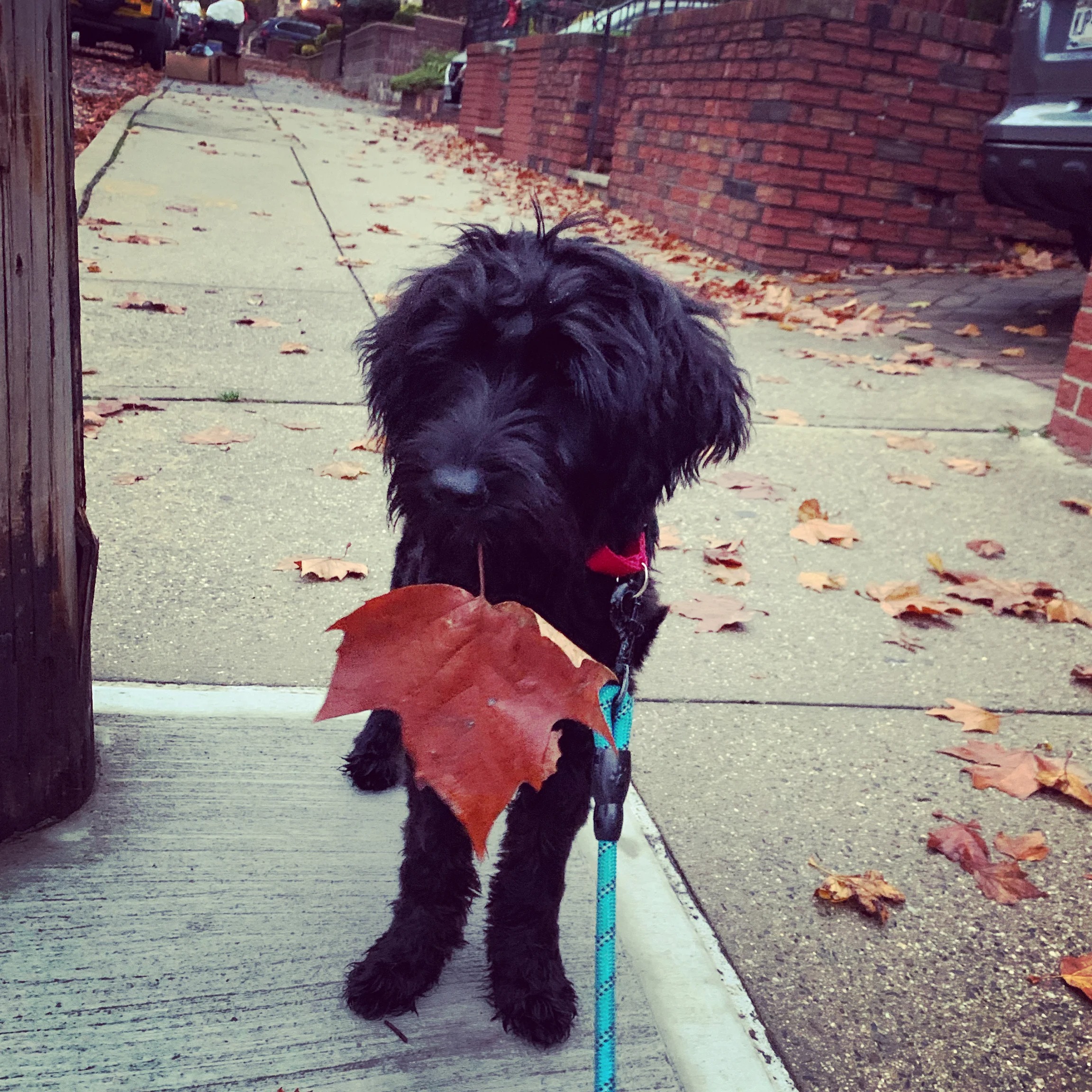 Tank, a Goldendoodle, on an autumn sidewalk