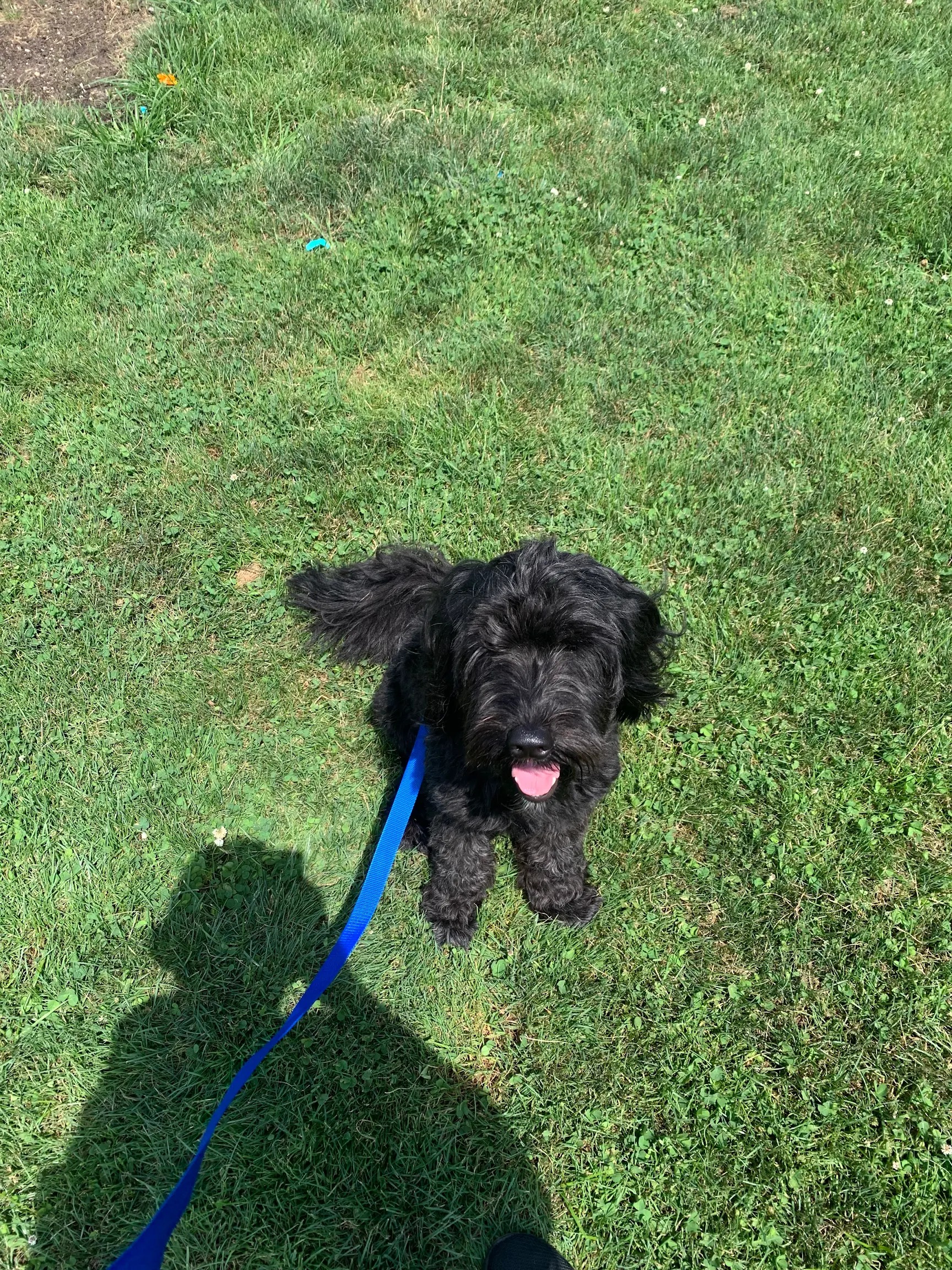 Tank, a Goldendoodle, on the grass