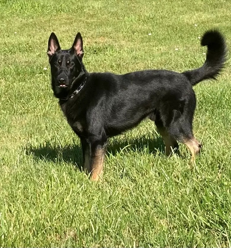 Loki, a black German Shepherd, standing in the grass