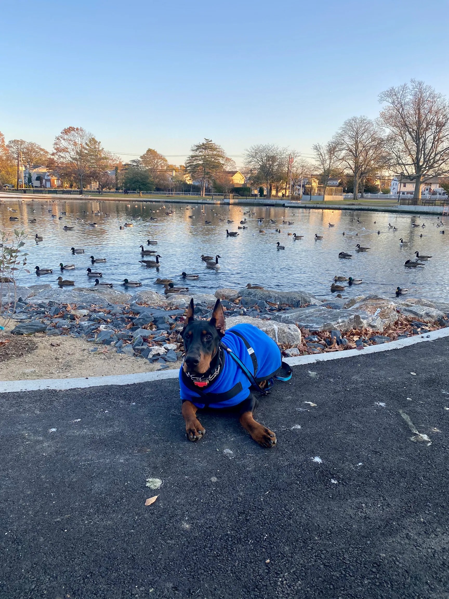 Nuke, a Doberman Pinscher, by a duck pond