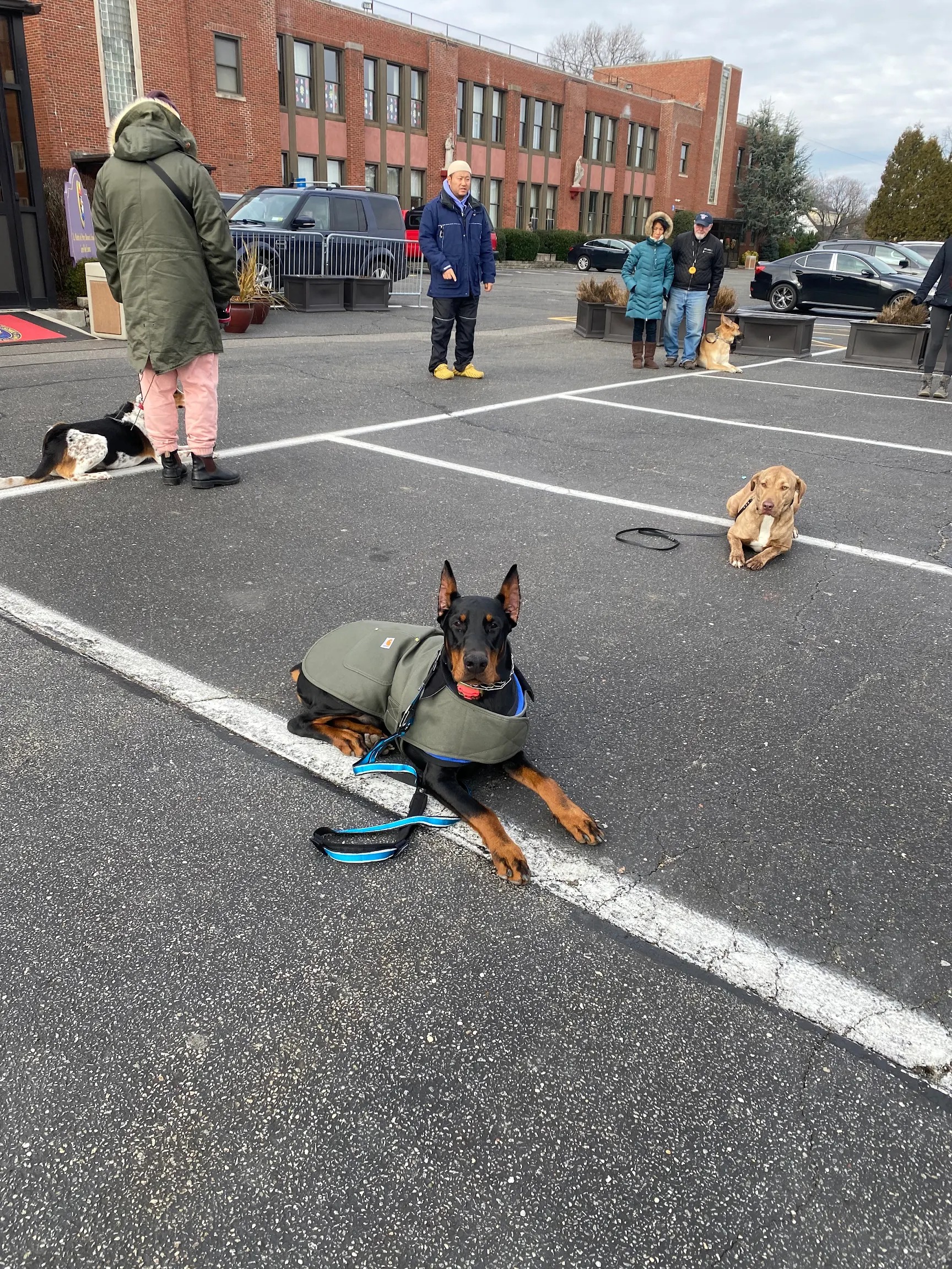 Nuke, a Doberman Pinscher, at the K9KEY group training session on a field