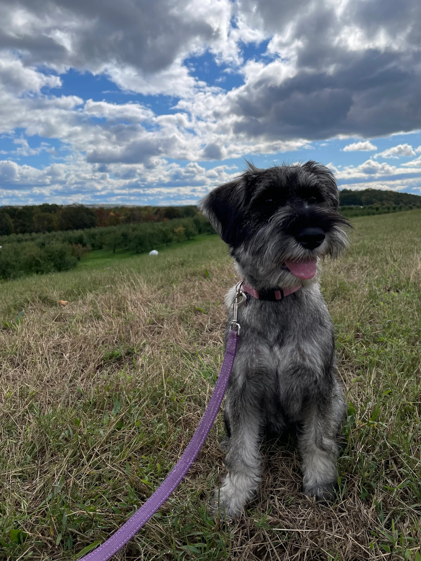 Shelby, a Standard Schnauzer on a field during a walk
