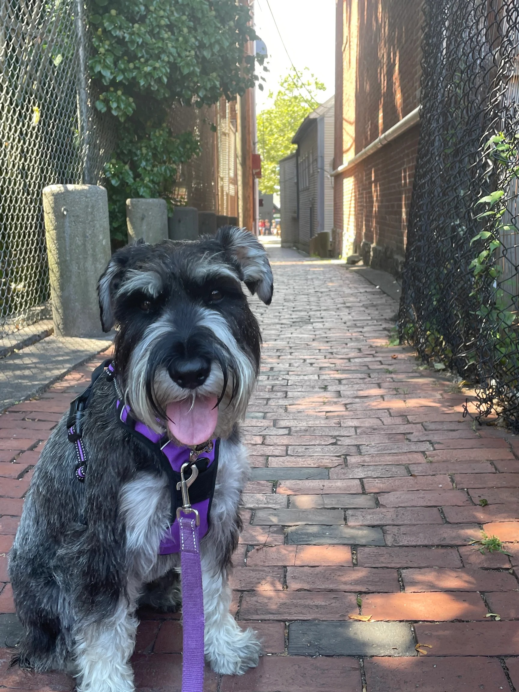 Shelby, a Standard Schnauzer on a brick path during a walk