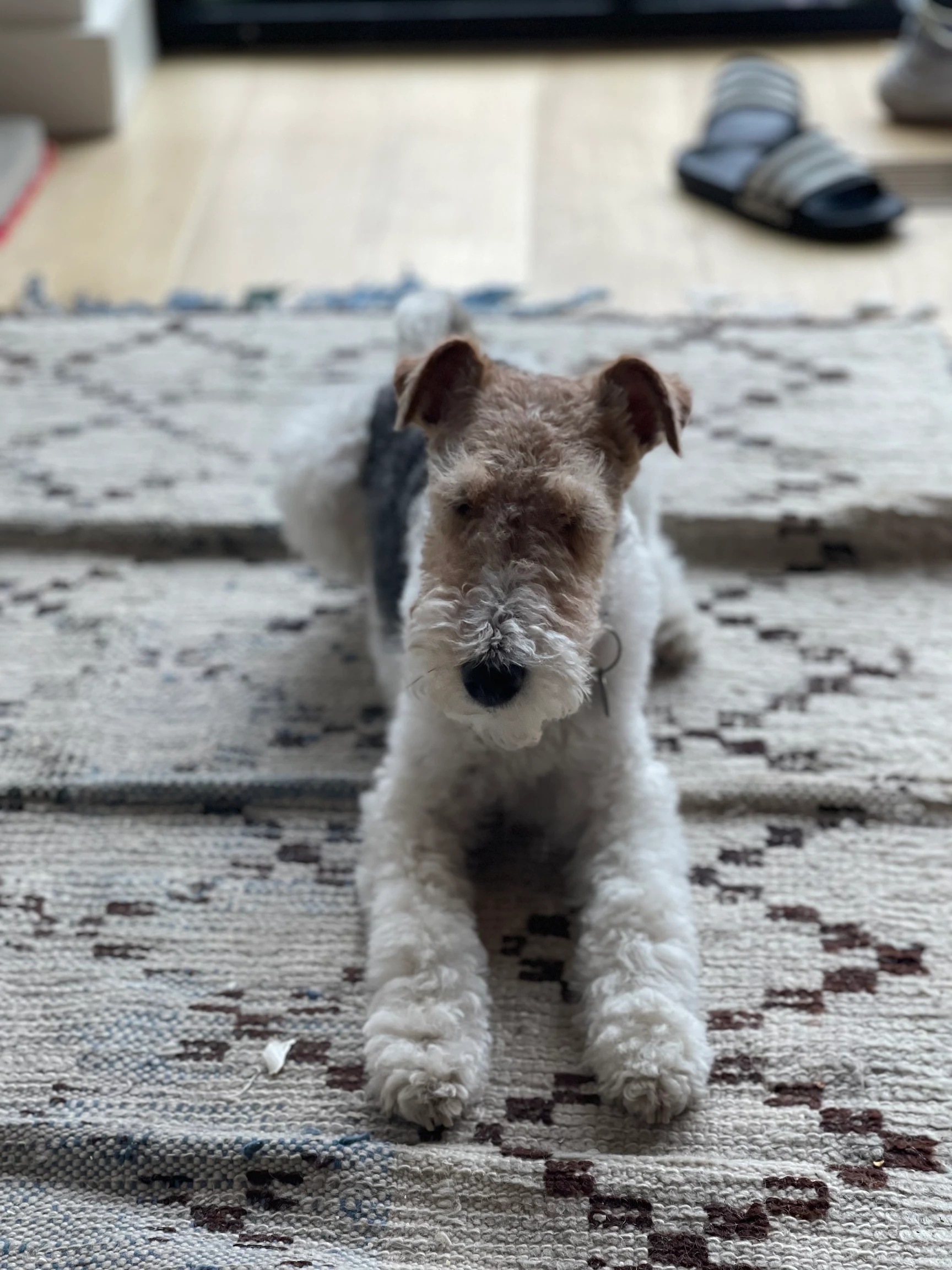 Ever, a Fox Terrier, lying down indoors