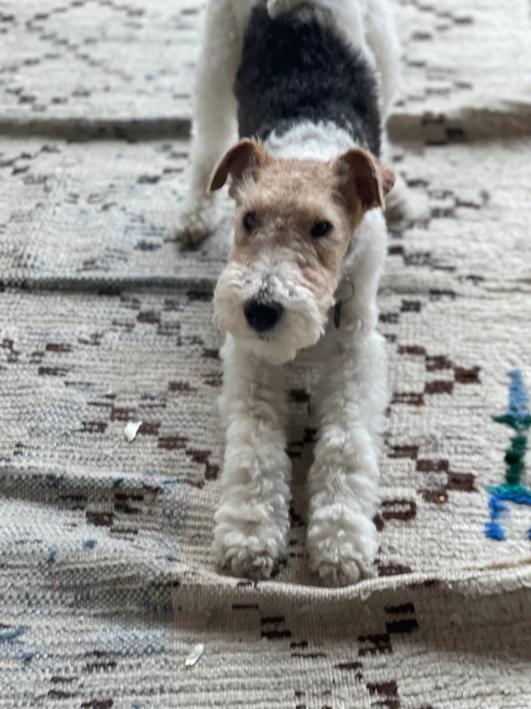 Ever, a Fox Terrier, stretching indoors