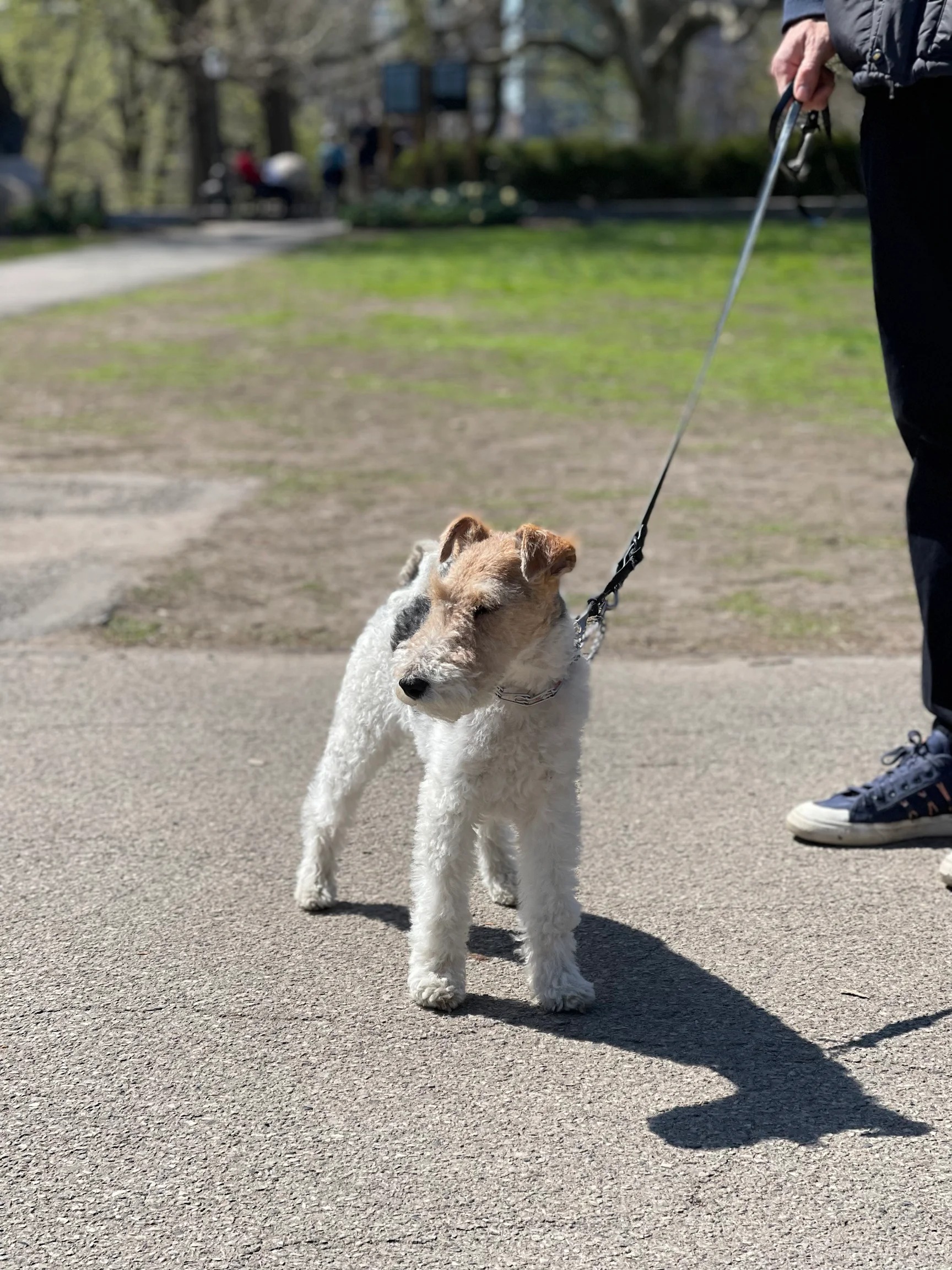 Ever, a Fox Terrier, on a leashed walk