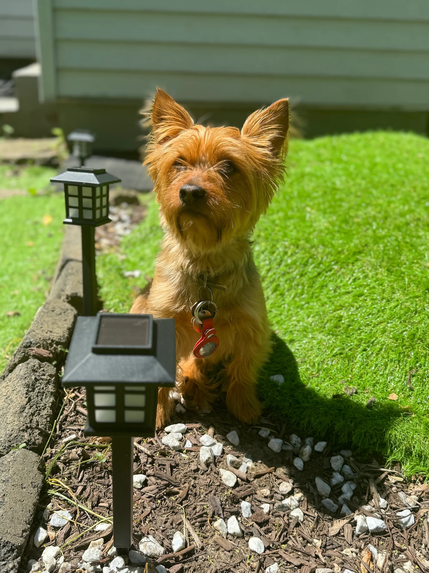 Arya, a Yorkshire Terrier sitting in the yard