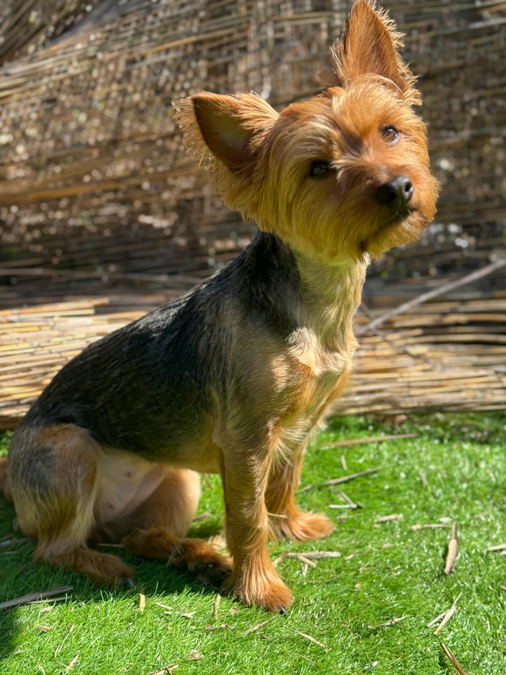 Arya, a Yorkshire Terrier holding a sit-stay on the grass