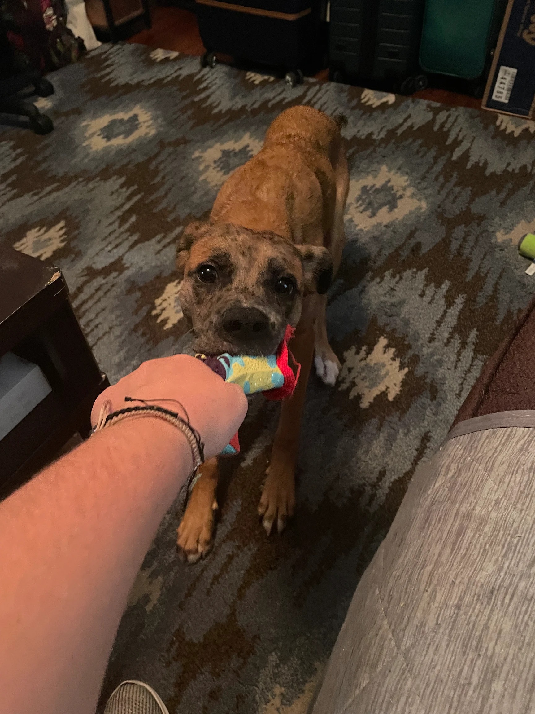 Dublin, a boxer mix, indoors with a ball