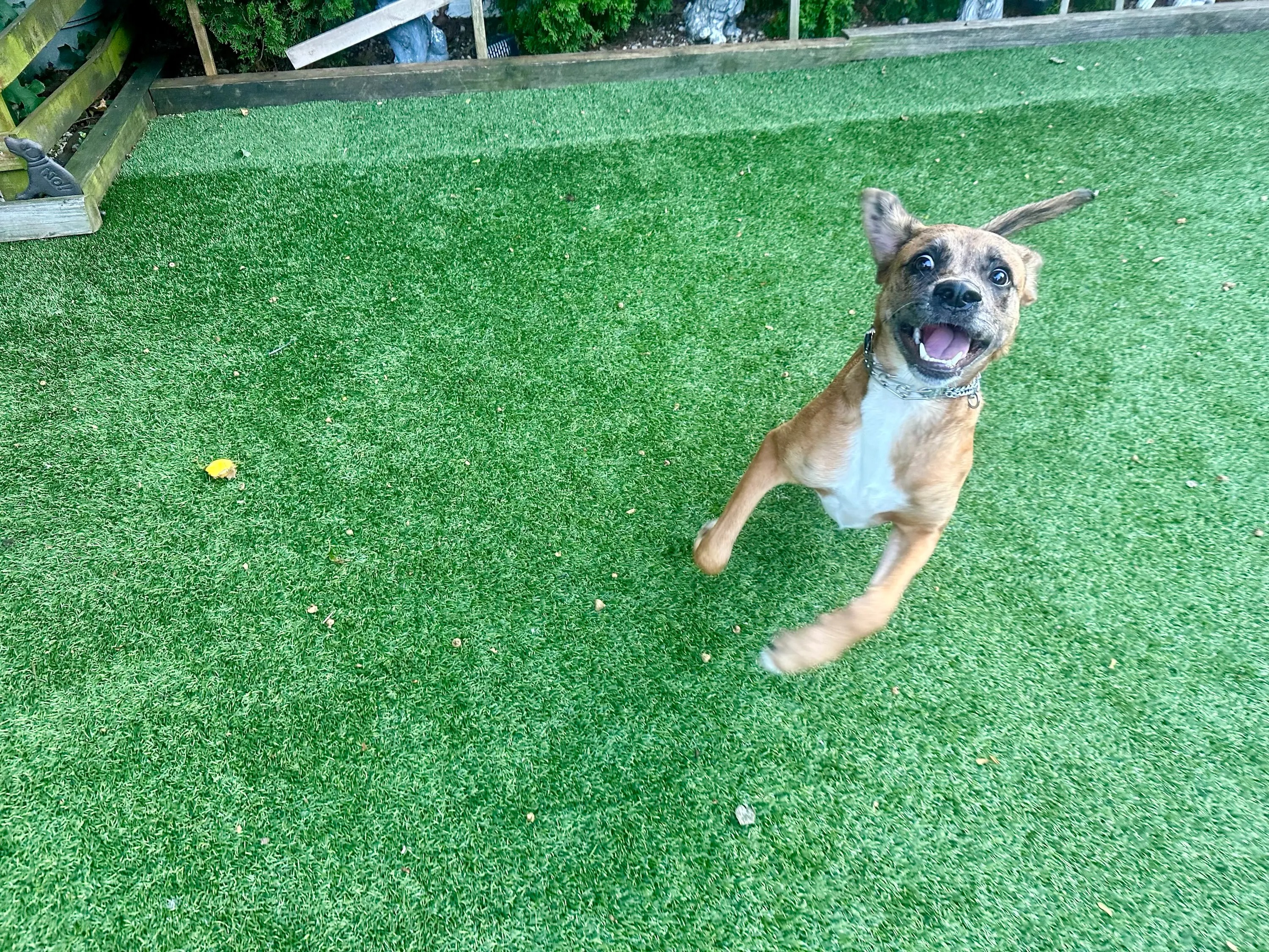 Dublin, a boxer mix, playing on turf