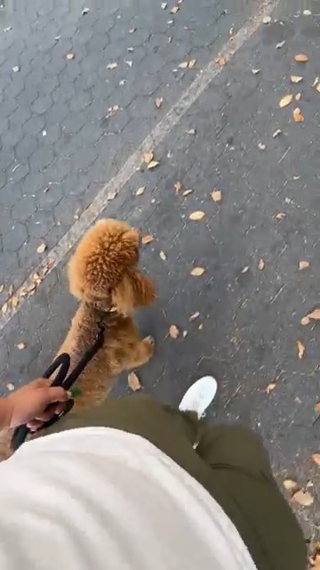 Venus, a Standard Poodle, on a leashed walk