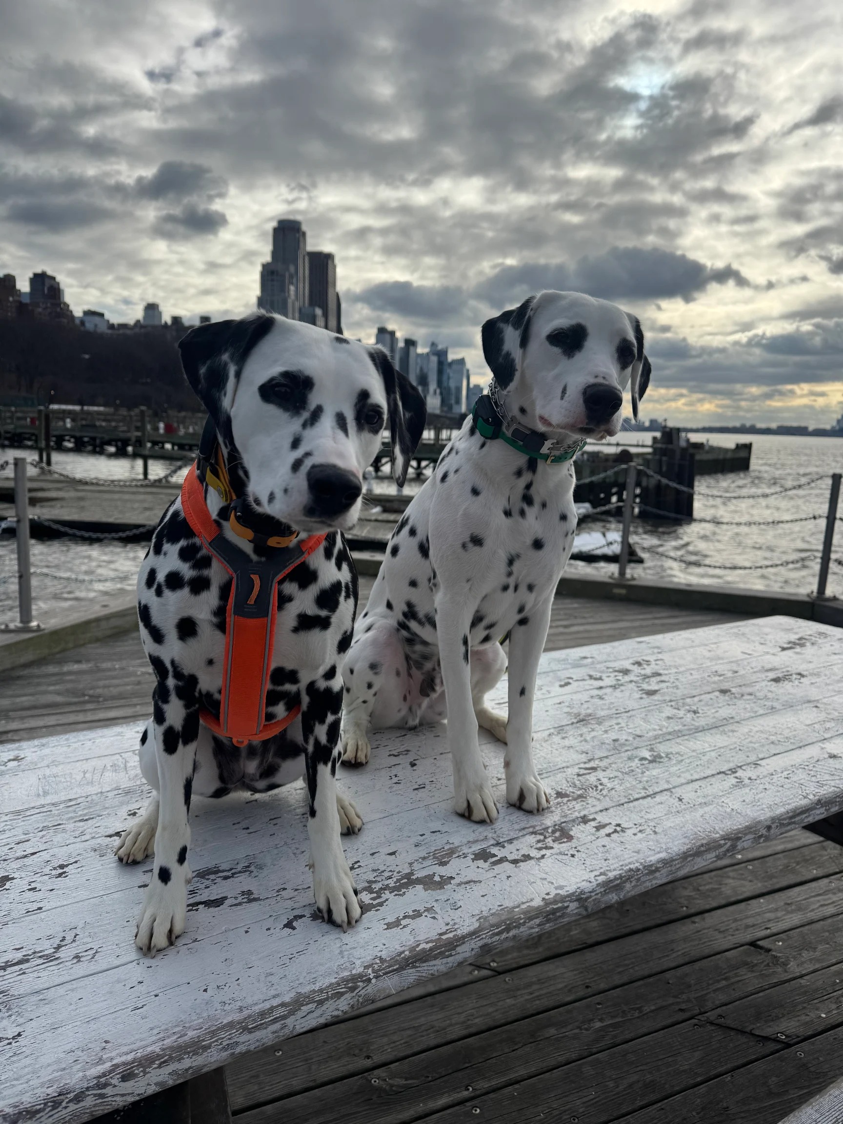 Sazerac, two Dalmatians holding a sit-stay by the waterfront