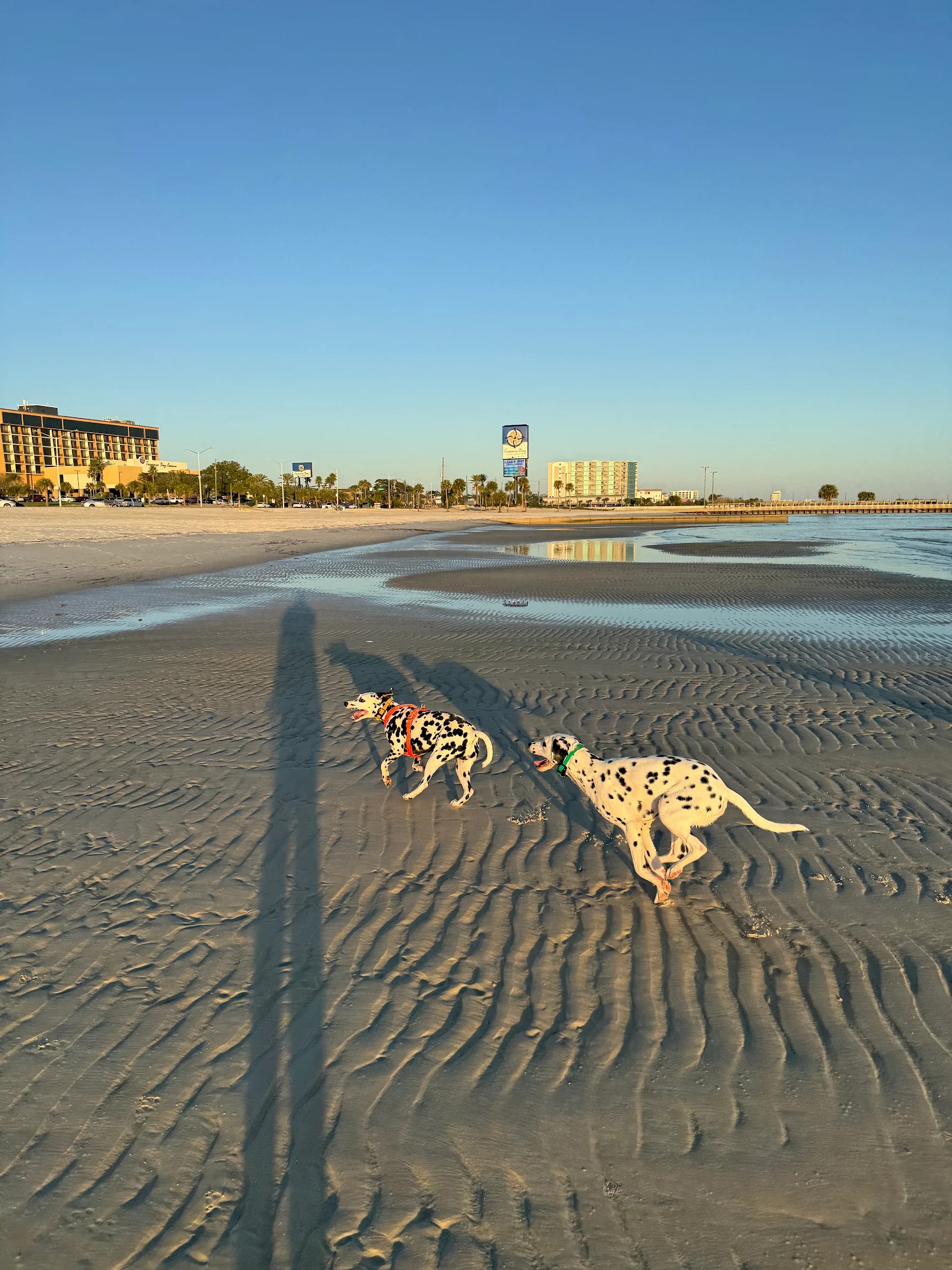 Sazerac, two Dalmatians running on the beach
