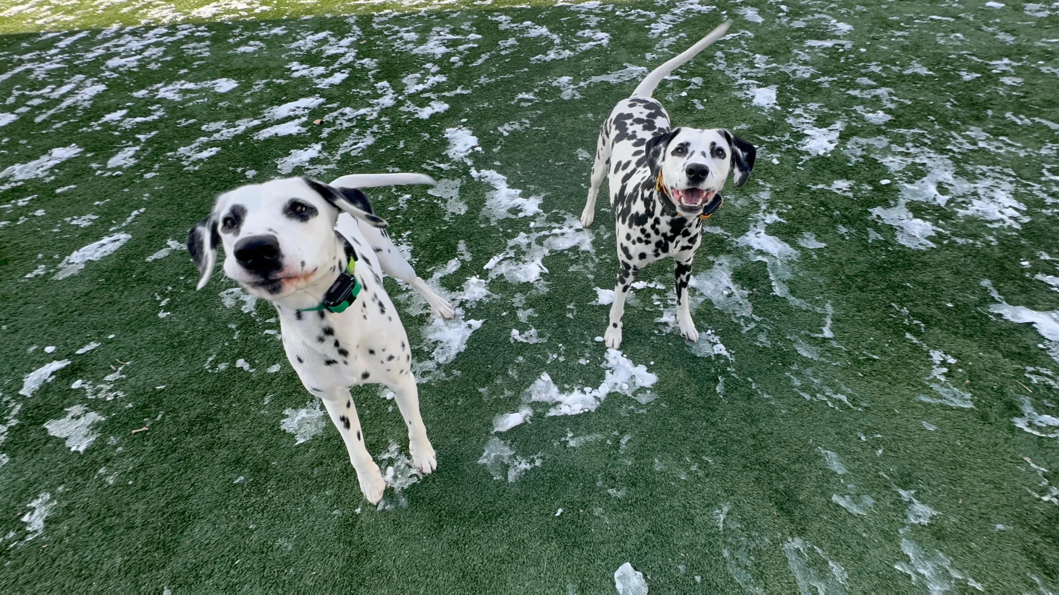 Sazerac, two Dalmatians standing on snow covered grass