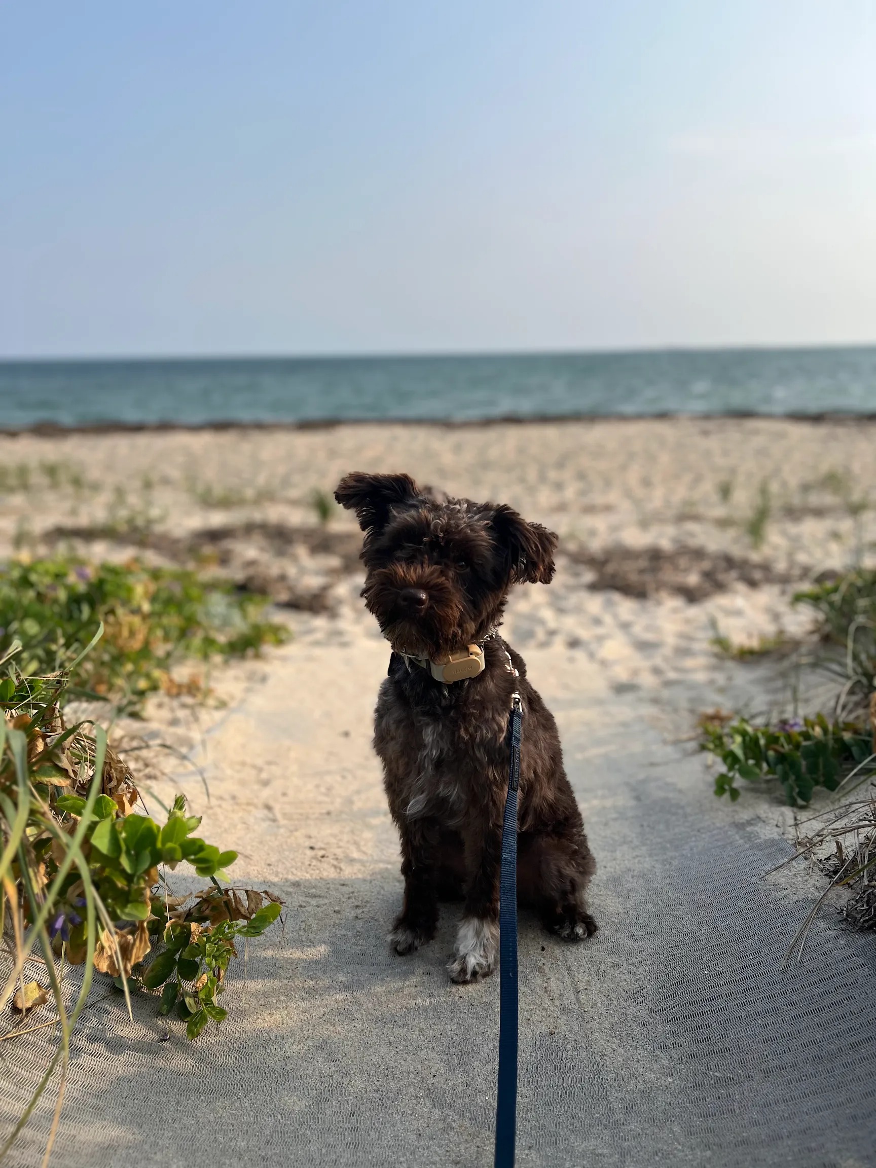 Moose, a Miniature Schnauzer, on a beach path