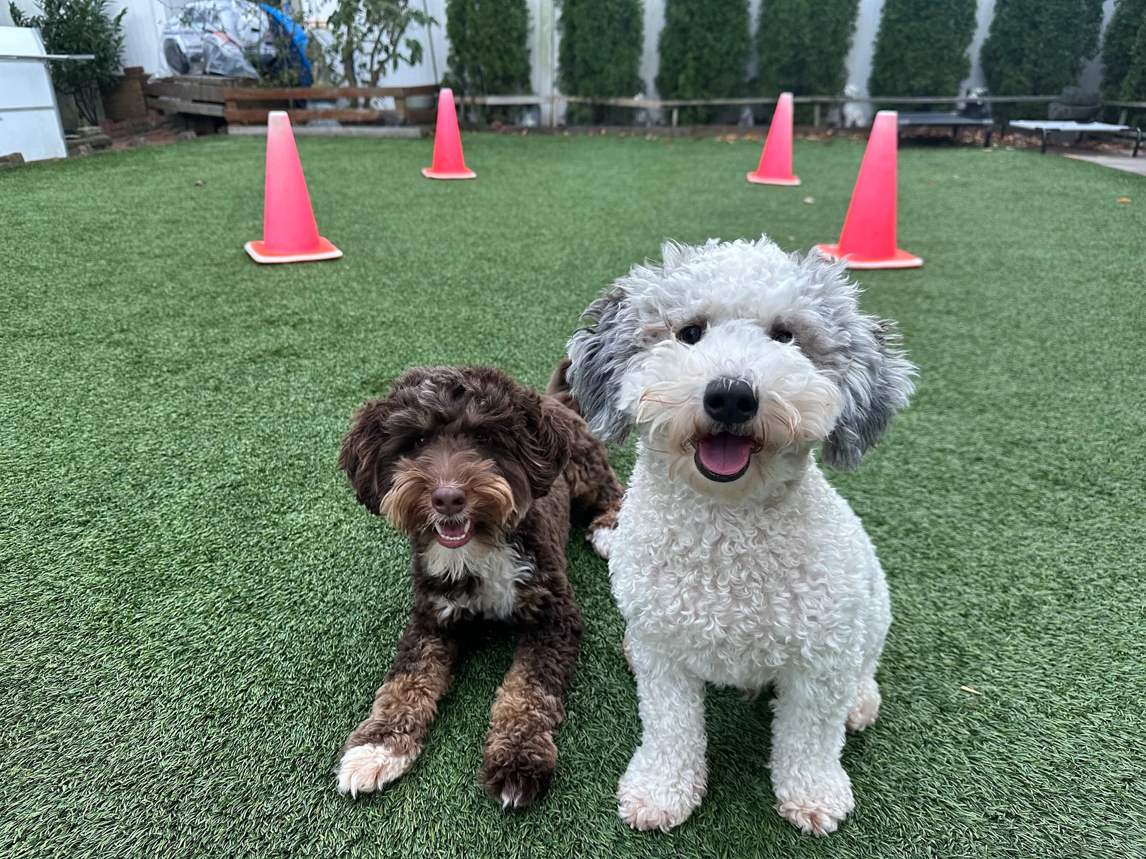 Bean and Brownie, two mini Bernedoodles, sitting together during training