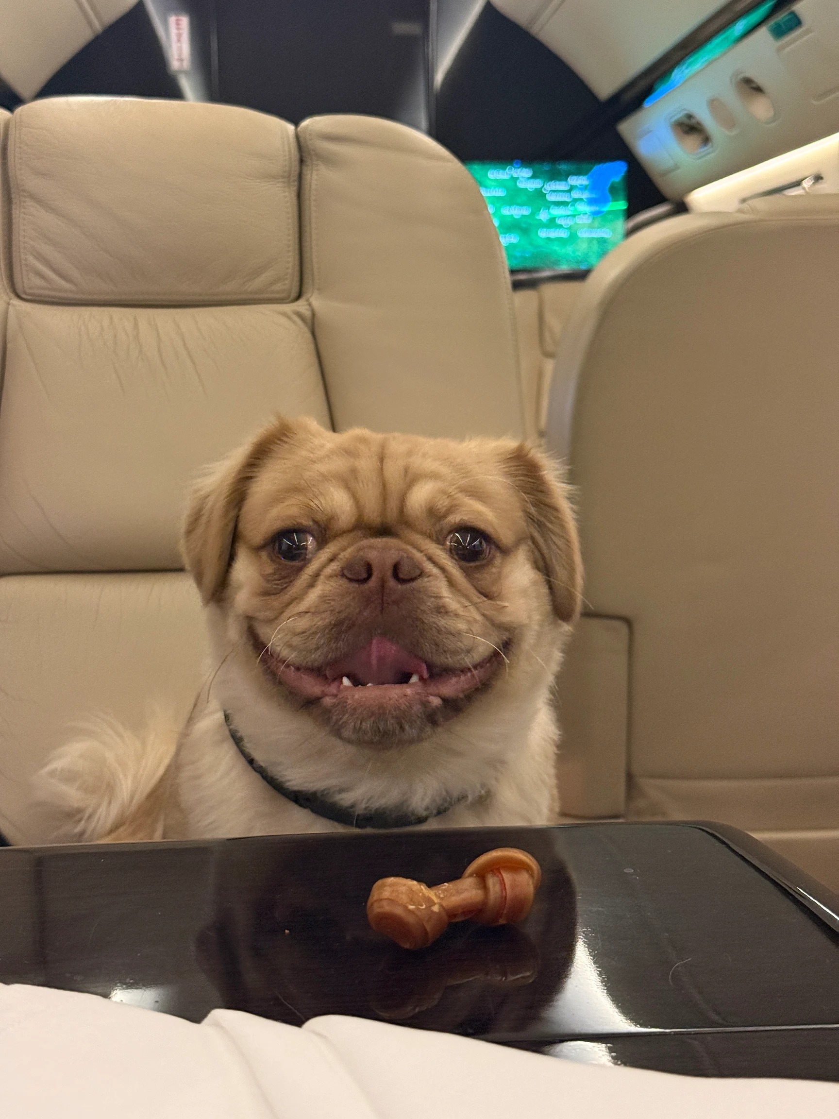 Phil, a pug Pekingese mix, sitting on a leather seat aboard a private plane with a treat on the tray