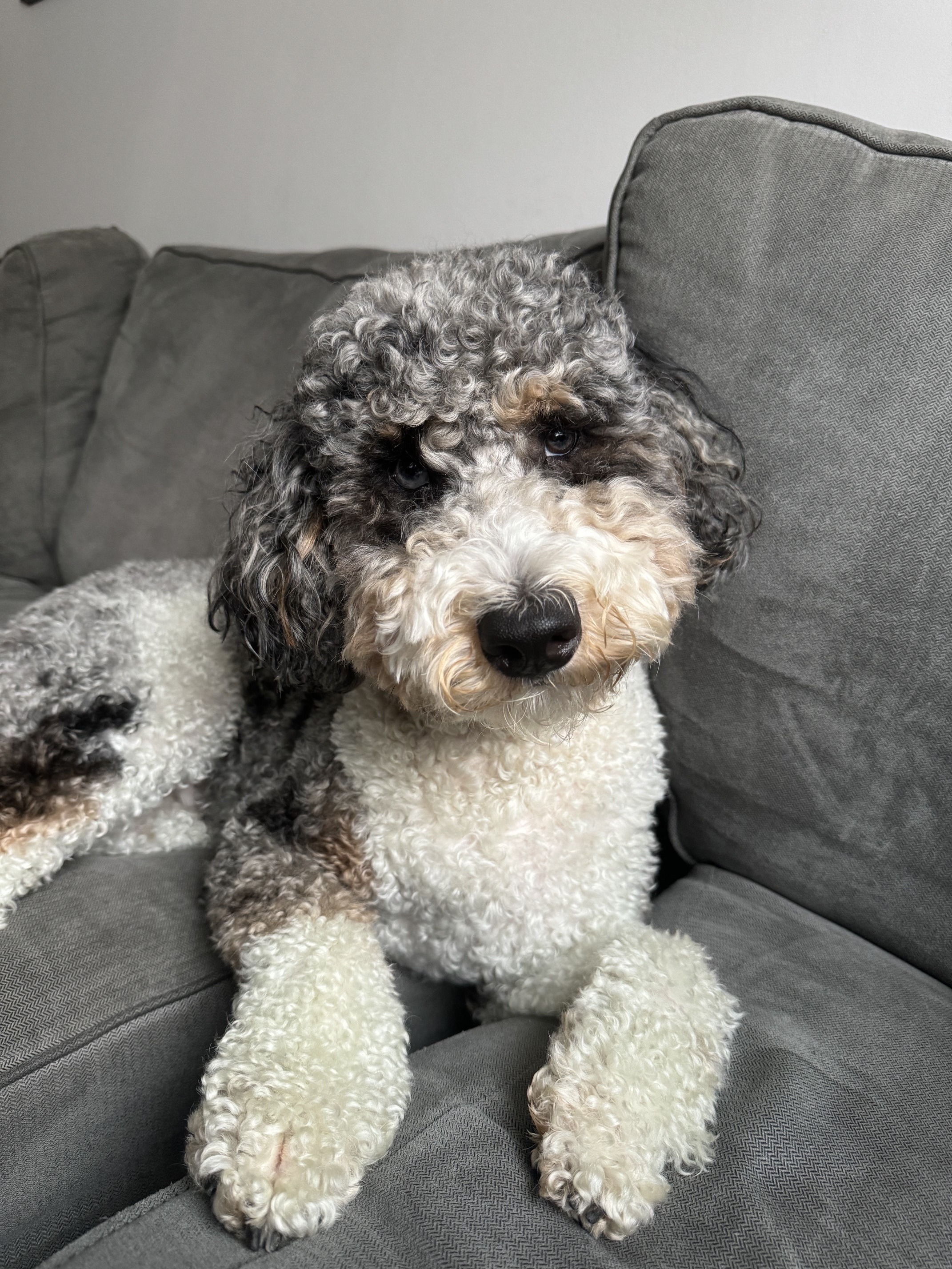 Murphy, a Doodle, on the couch
