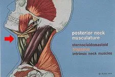 neck-muscle