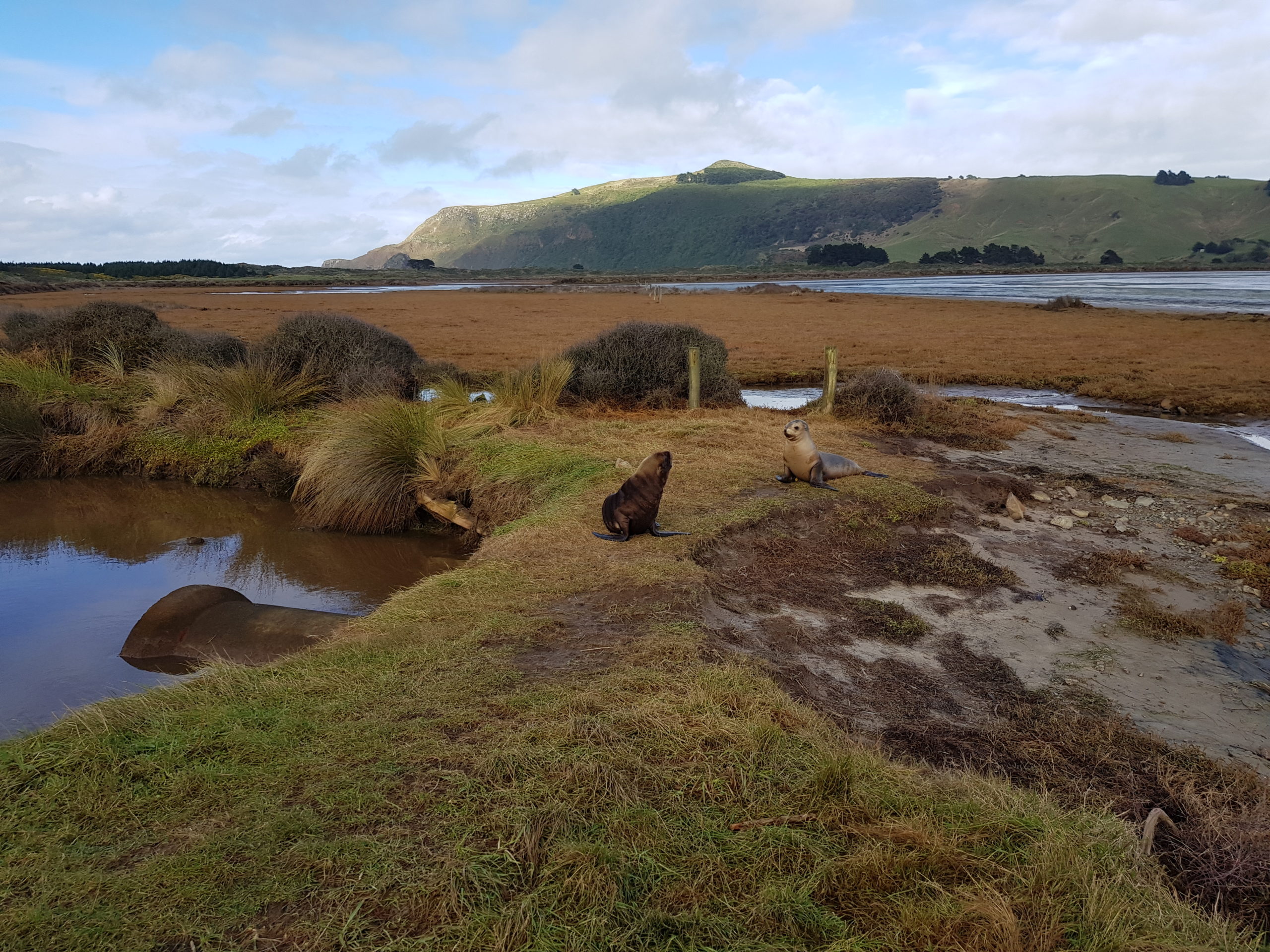 Dunedin and Otago Peninsula Tour