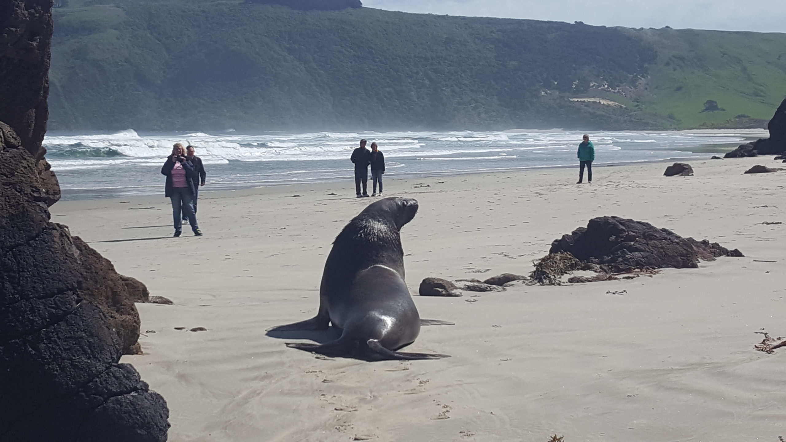 Dunedin and Otago Peninsula Tour