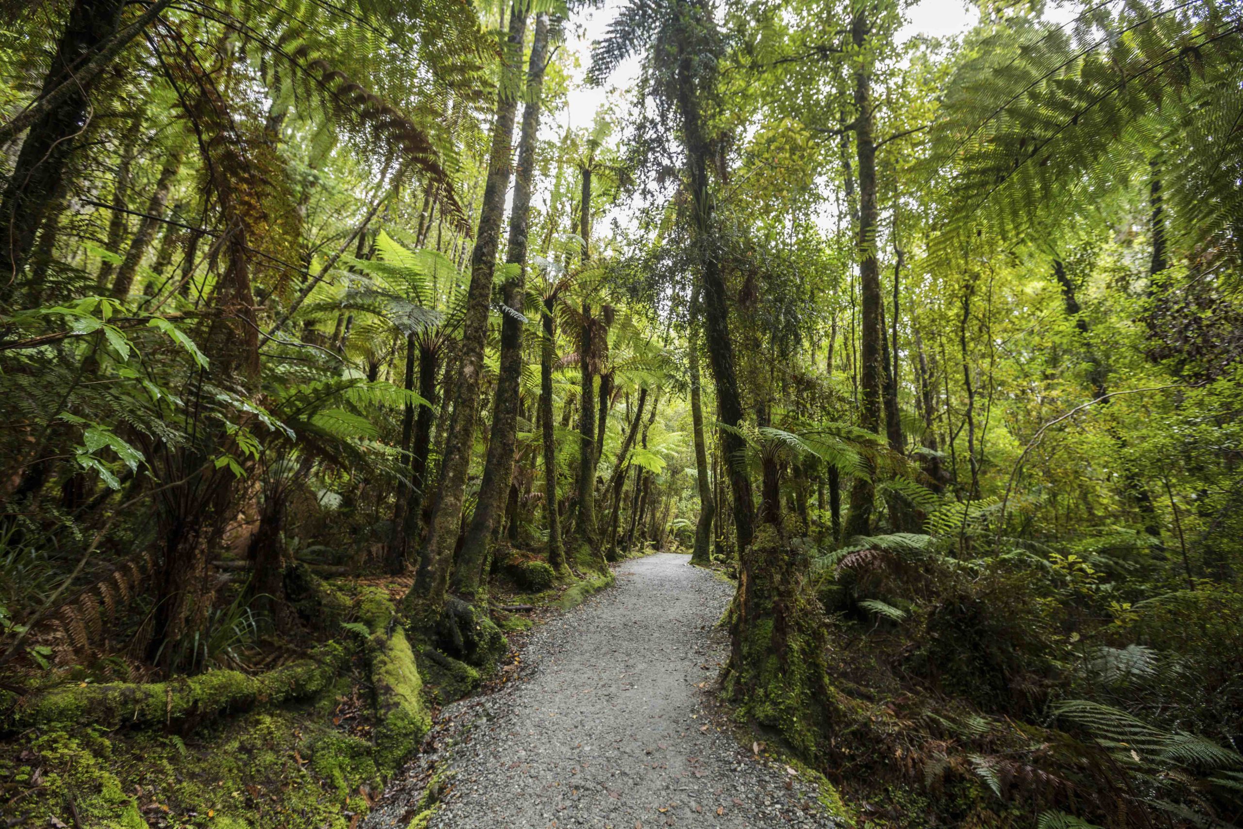 The Catlins Coast Tour