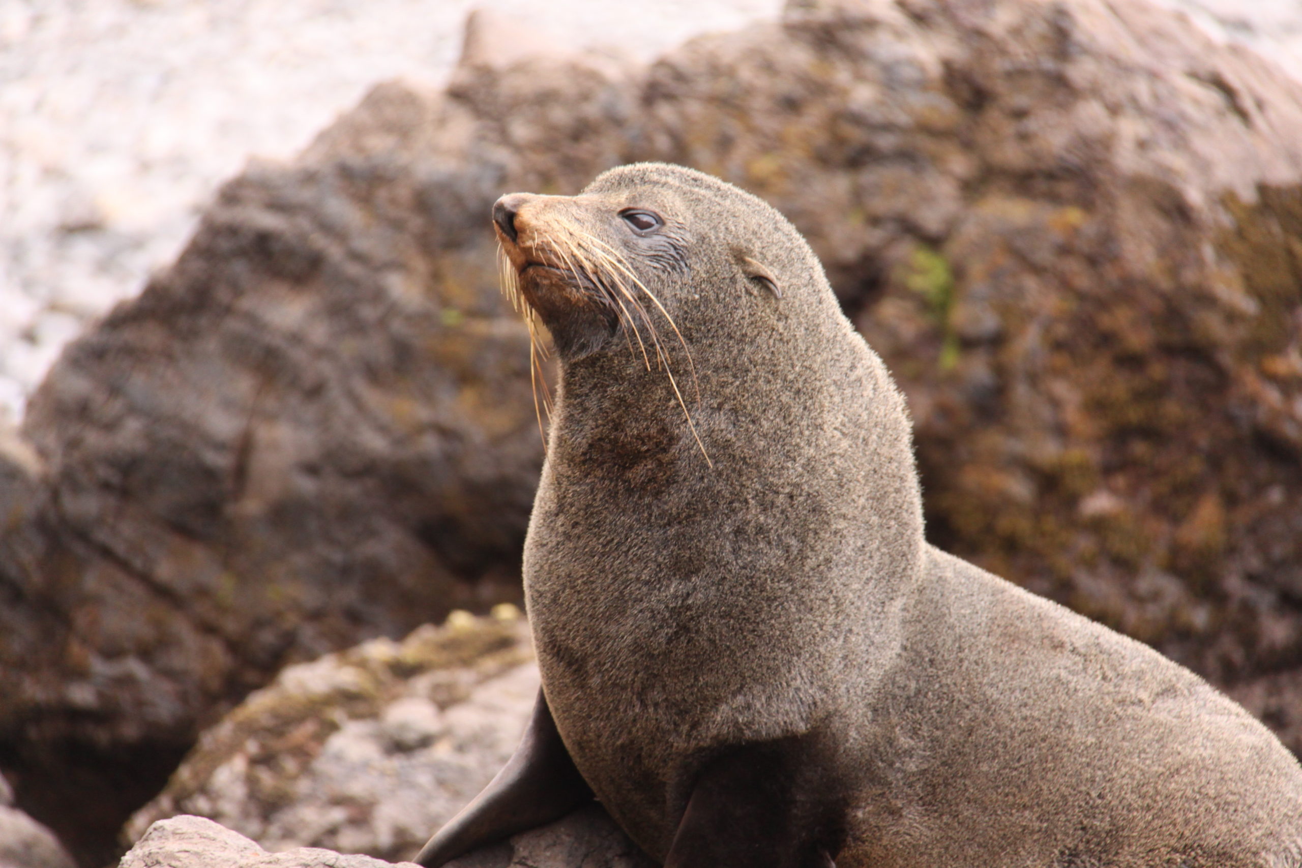 The Catlins Coast Tour