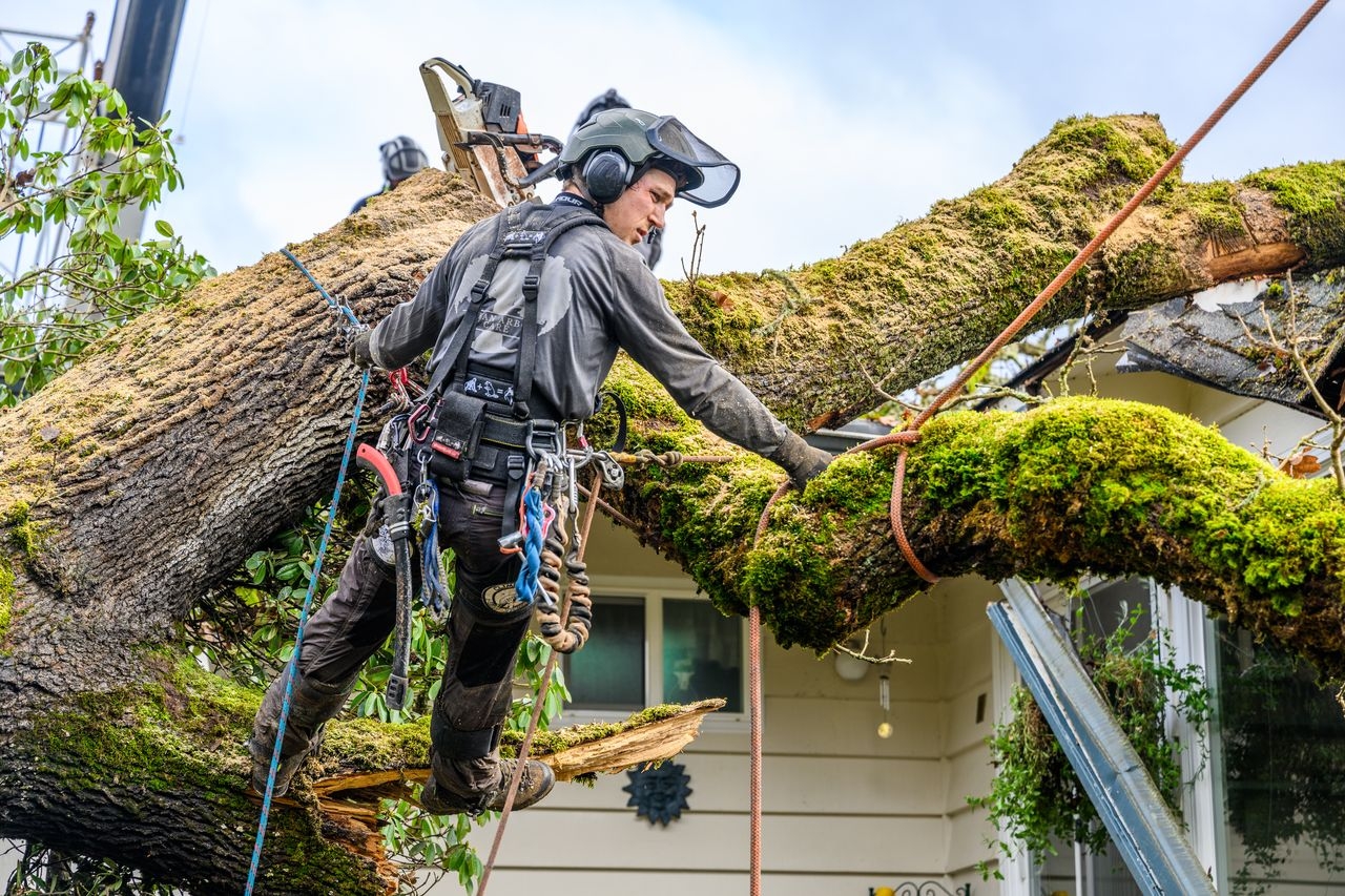 Tree service owner working on a branch removal