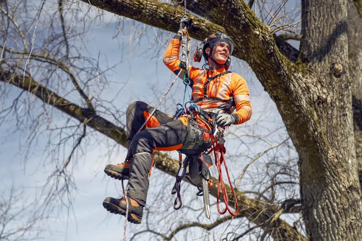 Tree service climber suspended during tree work