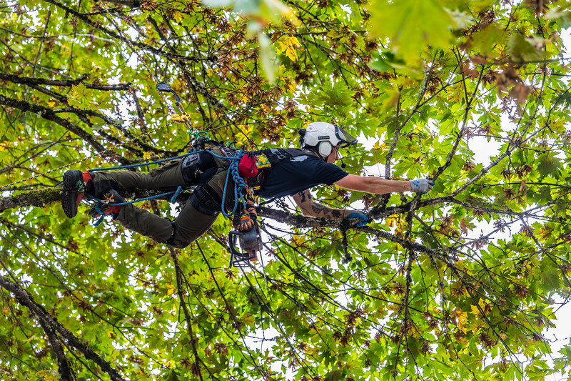 Tree service climber working in a leafy canopy