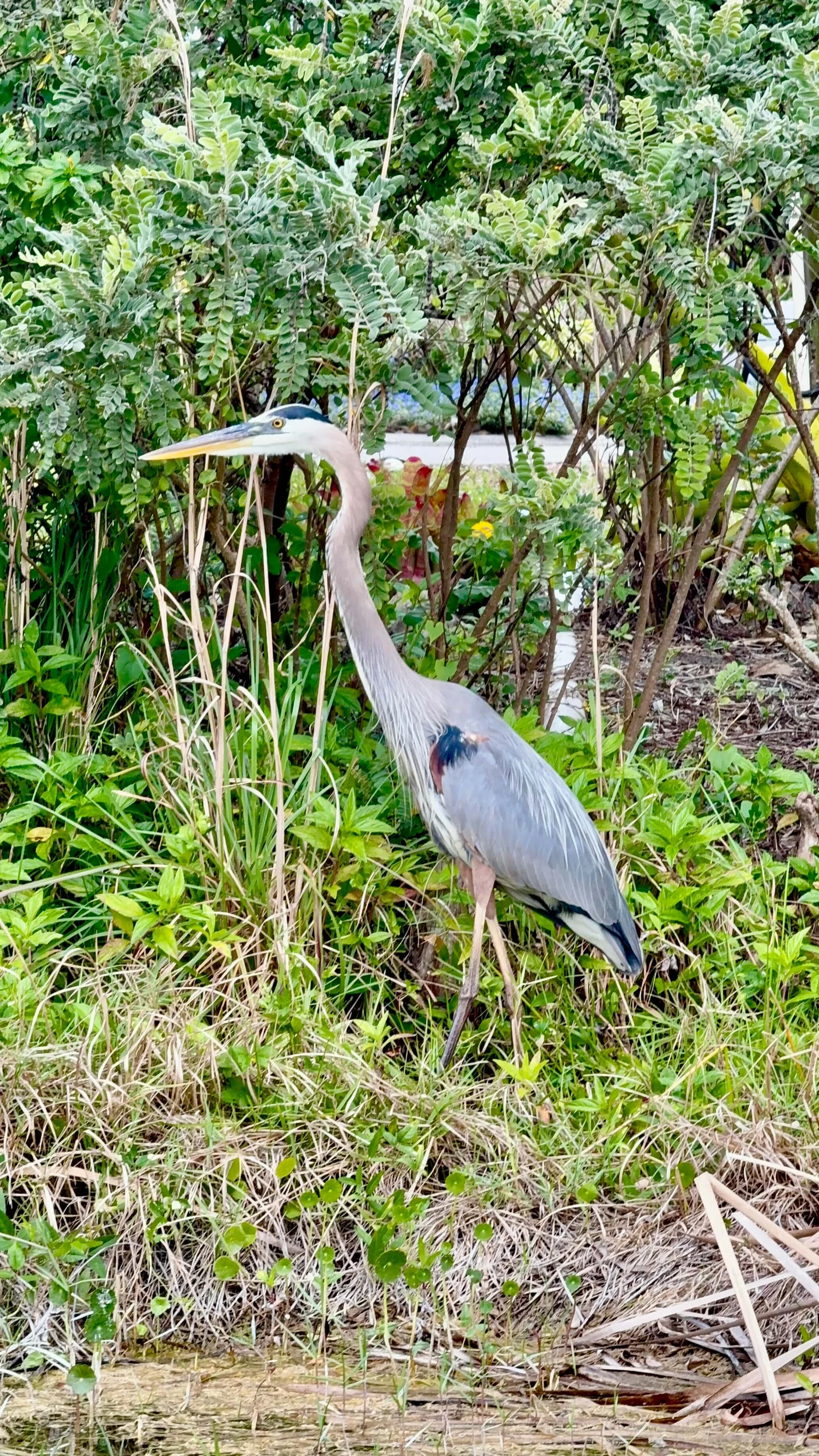 bok