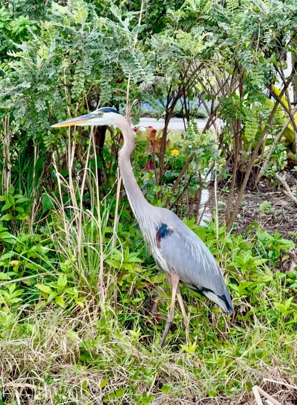 Lakes RV nature with animal view