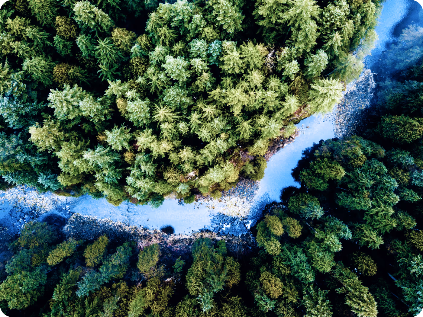 Aerial view of creek flowing through forrest