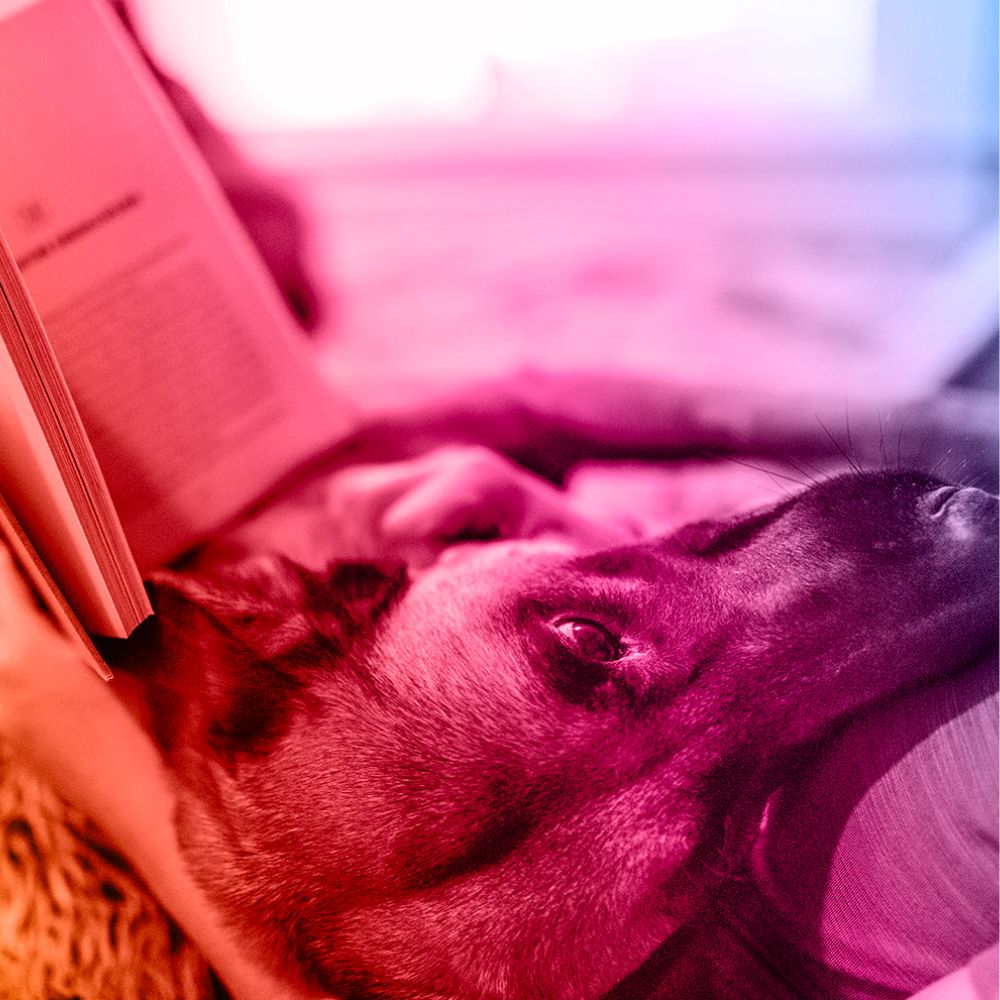 Dog lying down with eyes open next to an open book on a bed or couch.